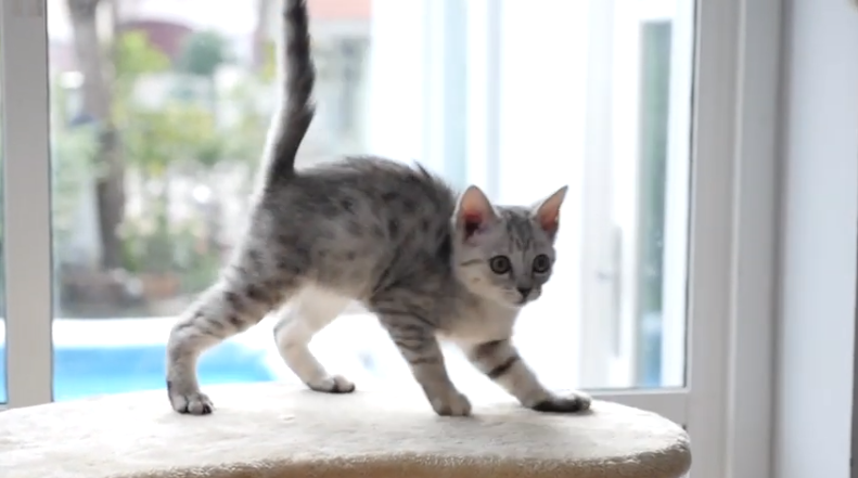 PFC Video - Still Frame - Cat.PNG