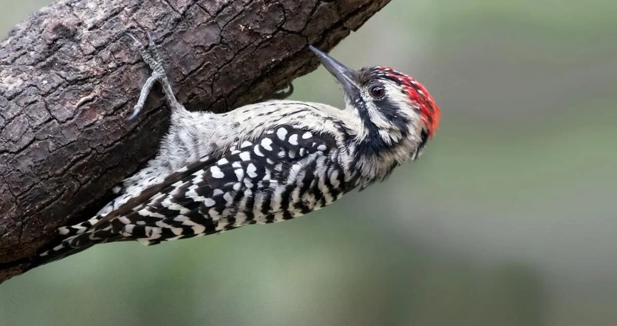 Woodpeckers