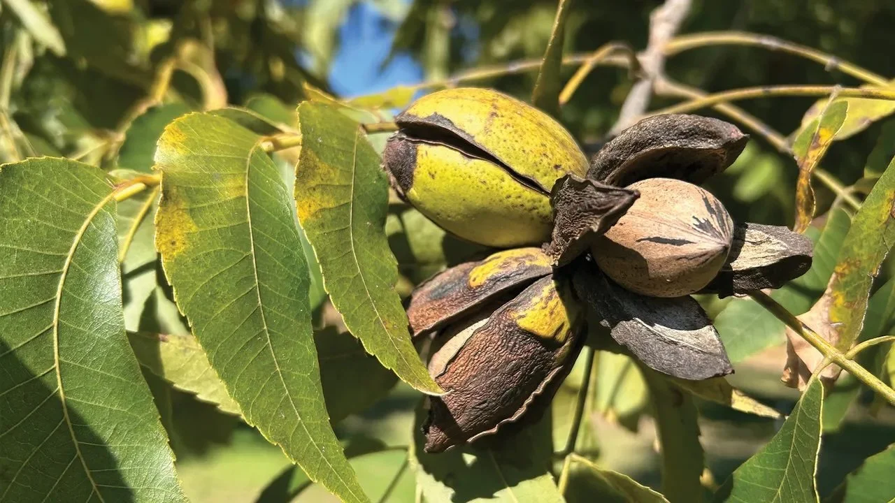 Pecans