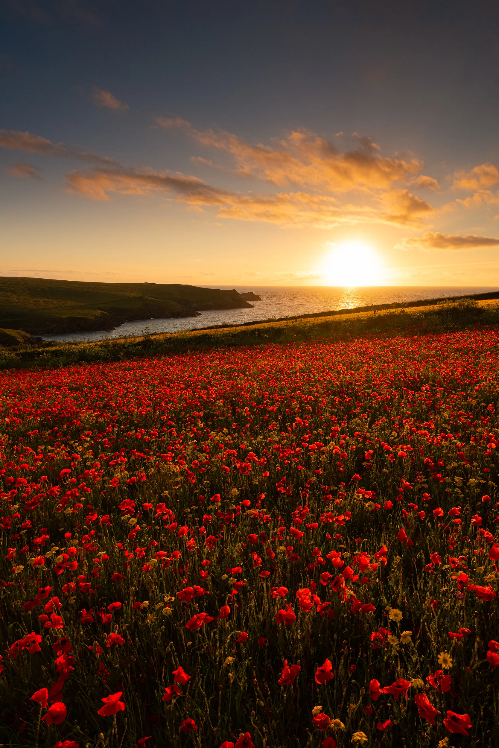 wildflowers-poppies-sunset.jpg