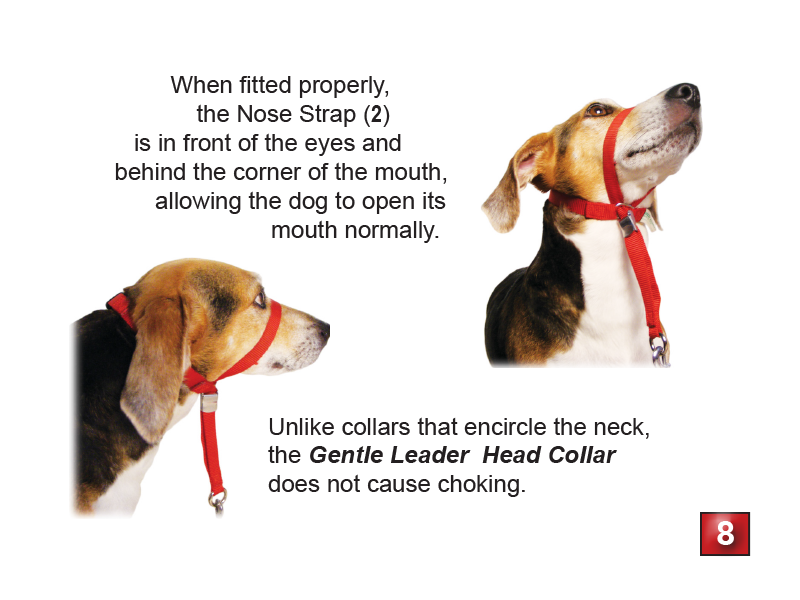 gentle head collar