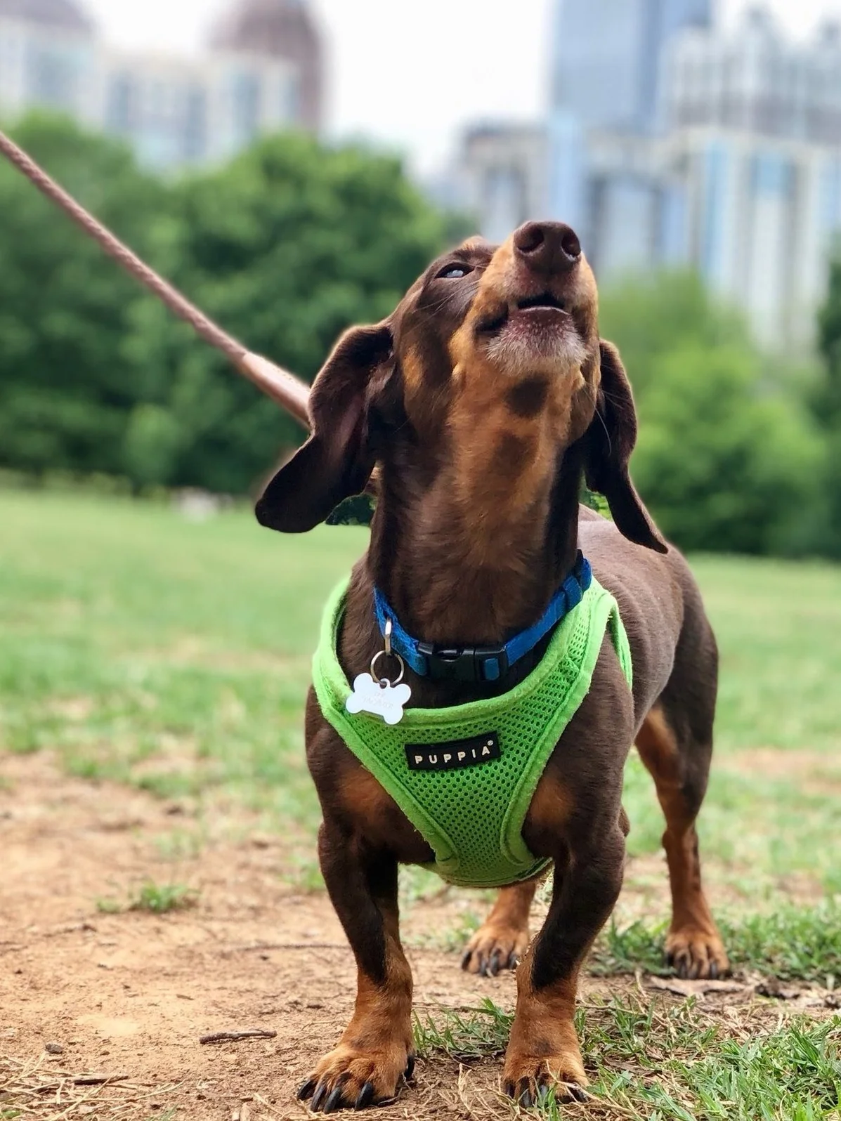 atlantadogwalking.jpg