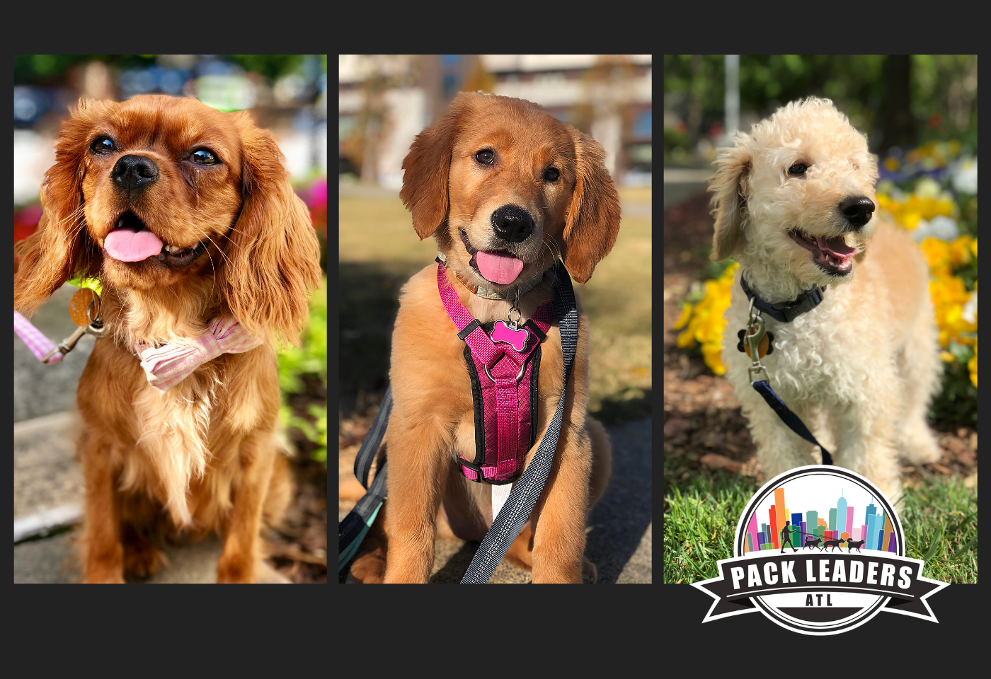 pet sitting and dog walking