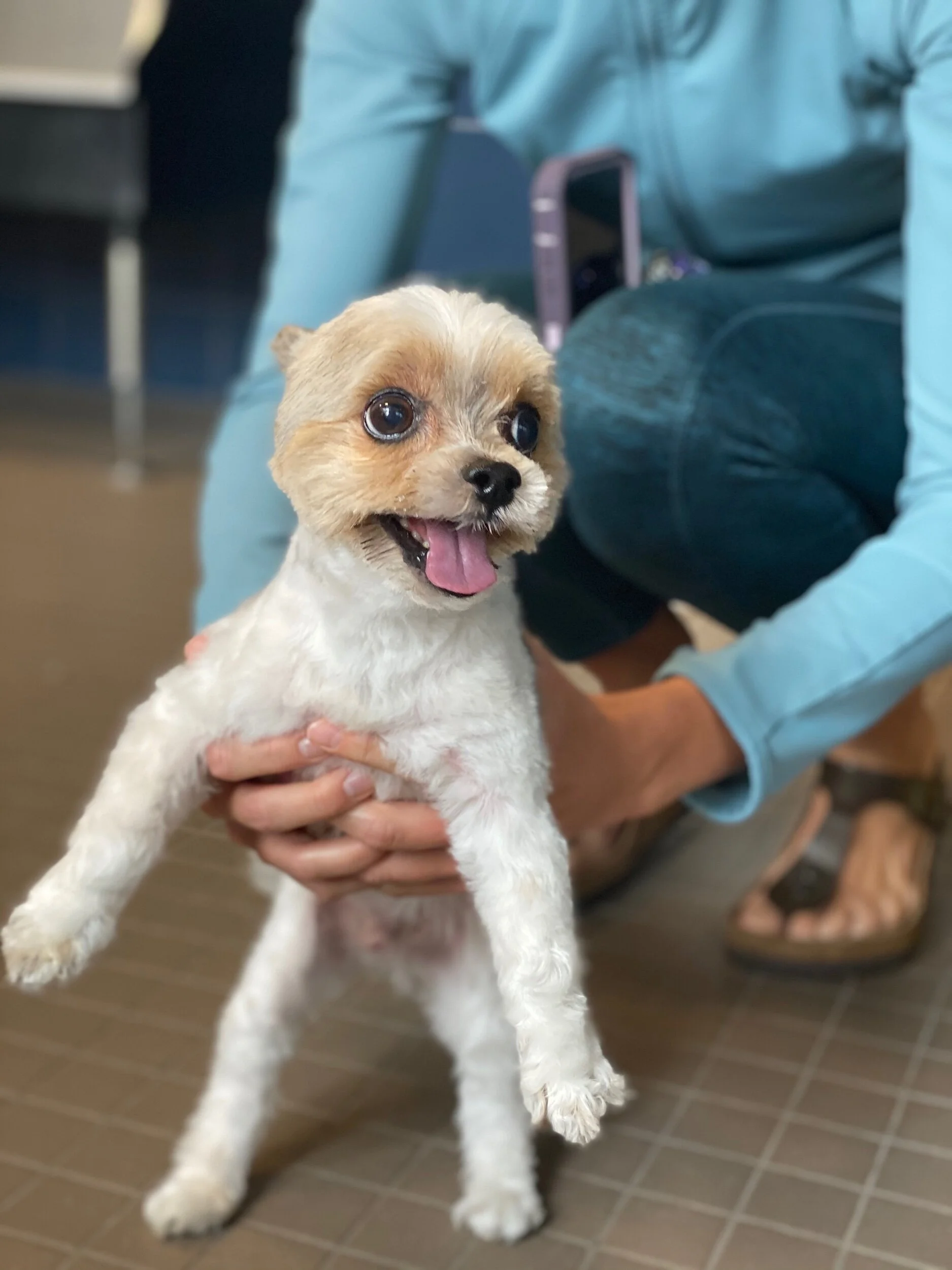 How Often Should You Have Your Dog Groomed? 