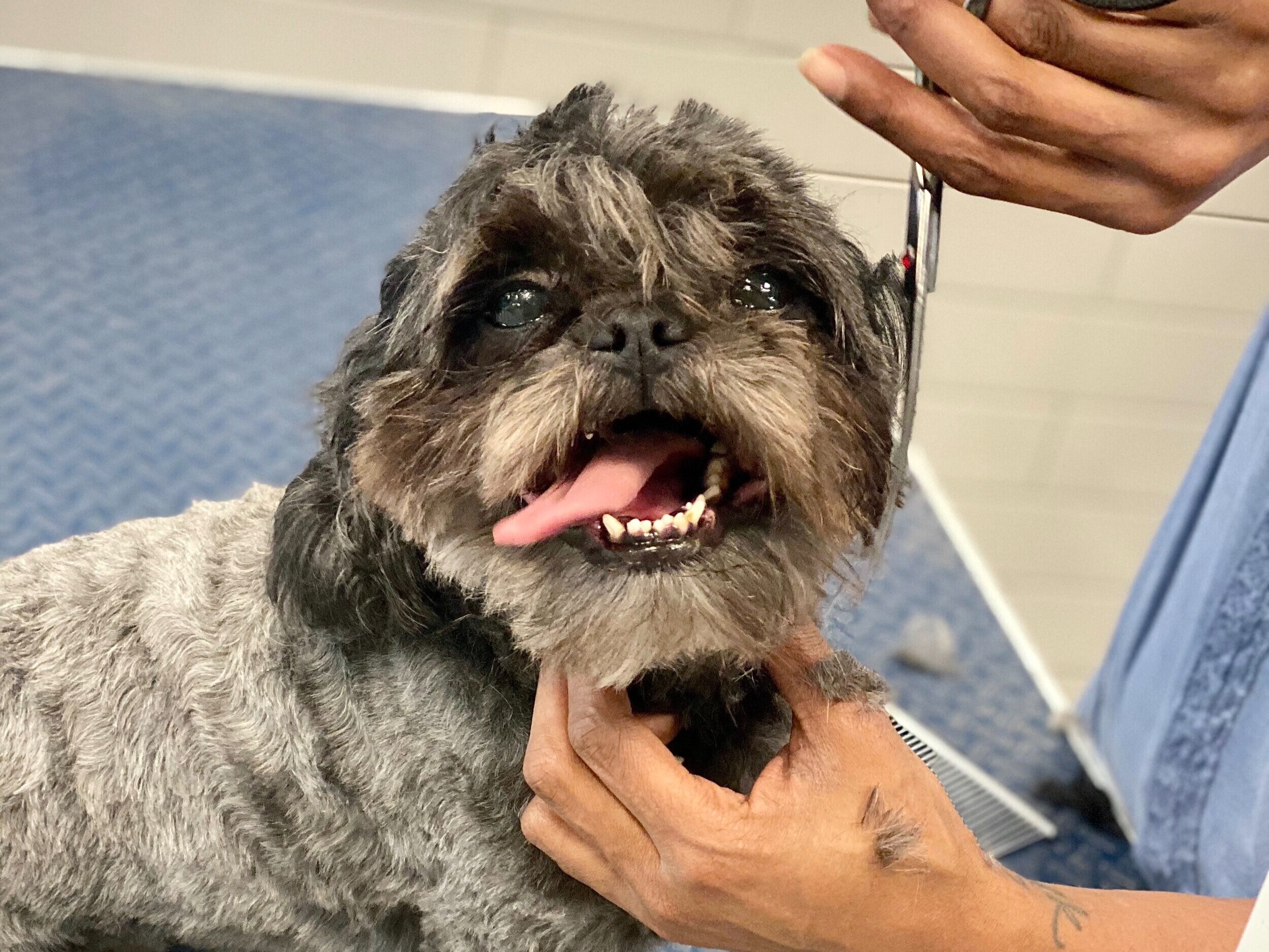 Mobile Grooming - Small Dog - VIP - Full Service Groom - Midtown