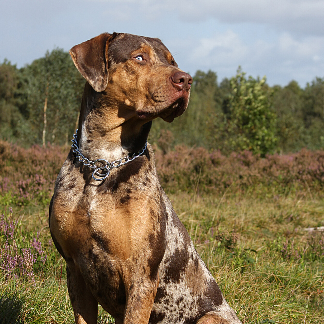 Merle catahoula leopard hound 2025