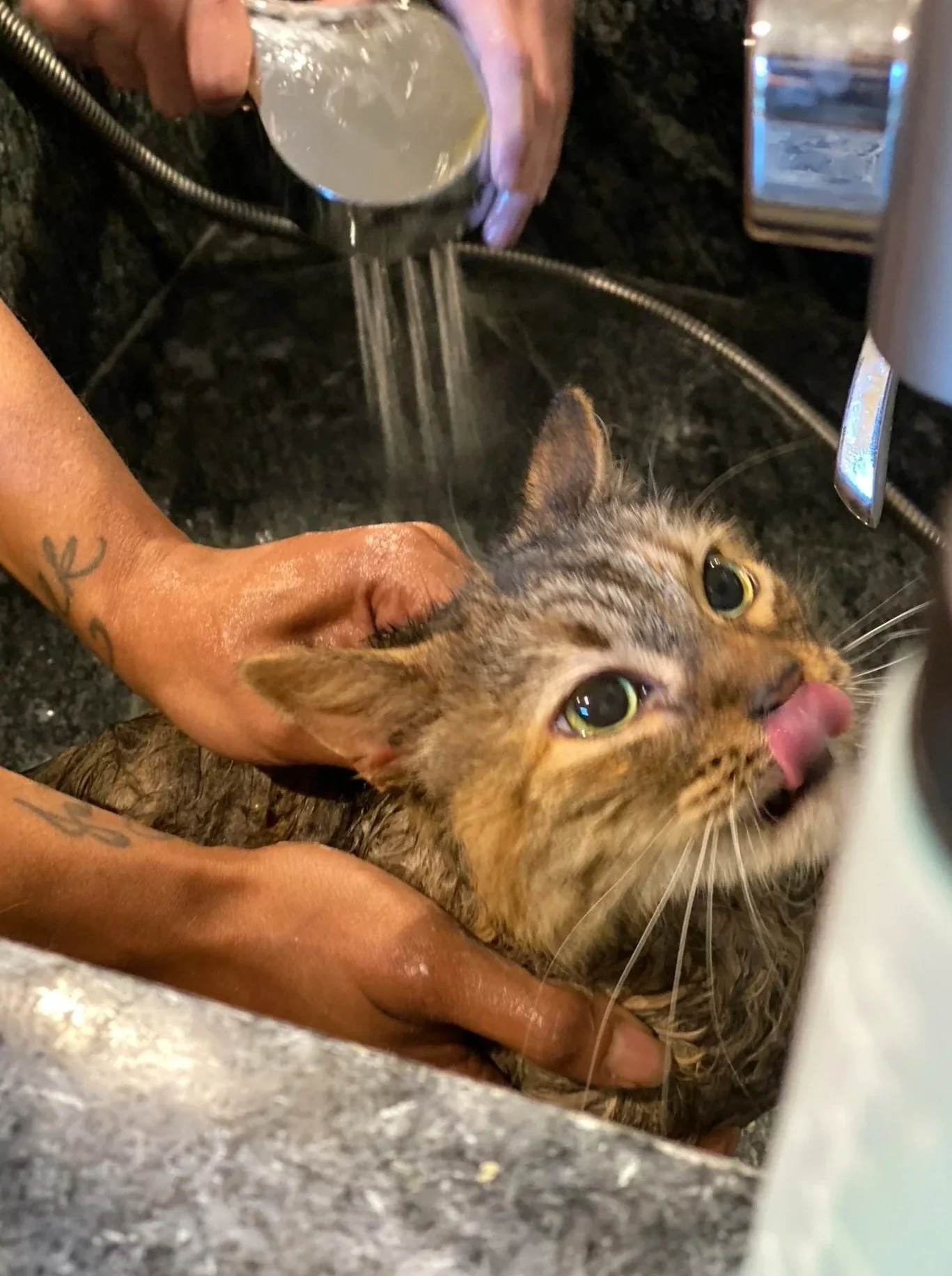 Cat+bathing.jpg