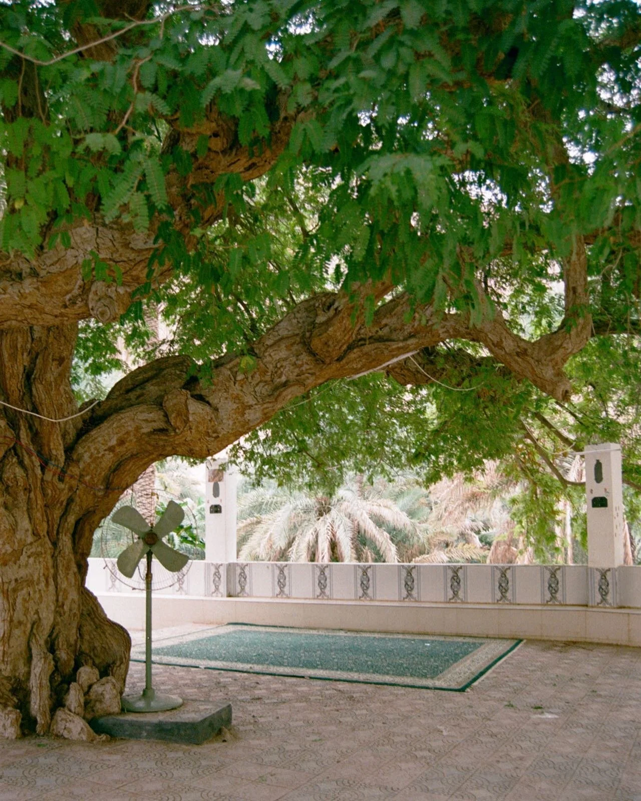 🧊Feriae Augusti 🫧

#ferragosto #15august #oman #visualdiary #visualresearch #photography #reaearch #visualculture #imageculture