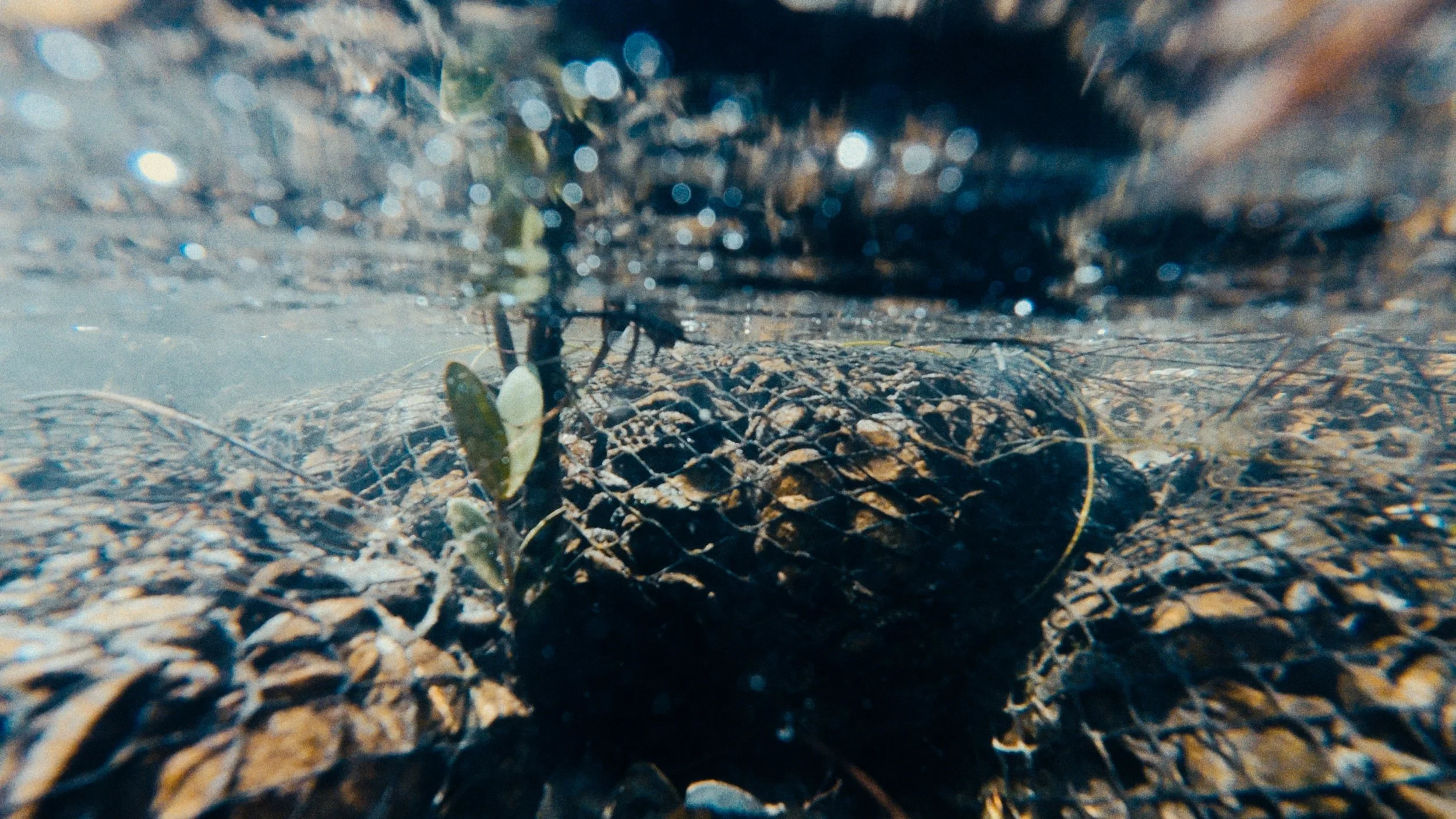 Underwater photo of a fishing trap with plants and algae on a rocky bottom.