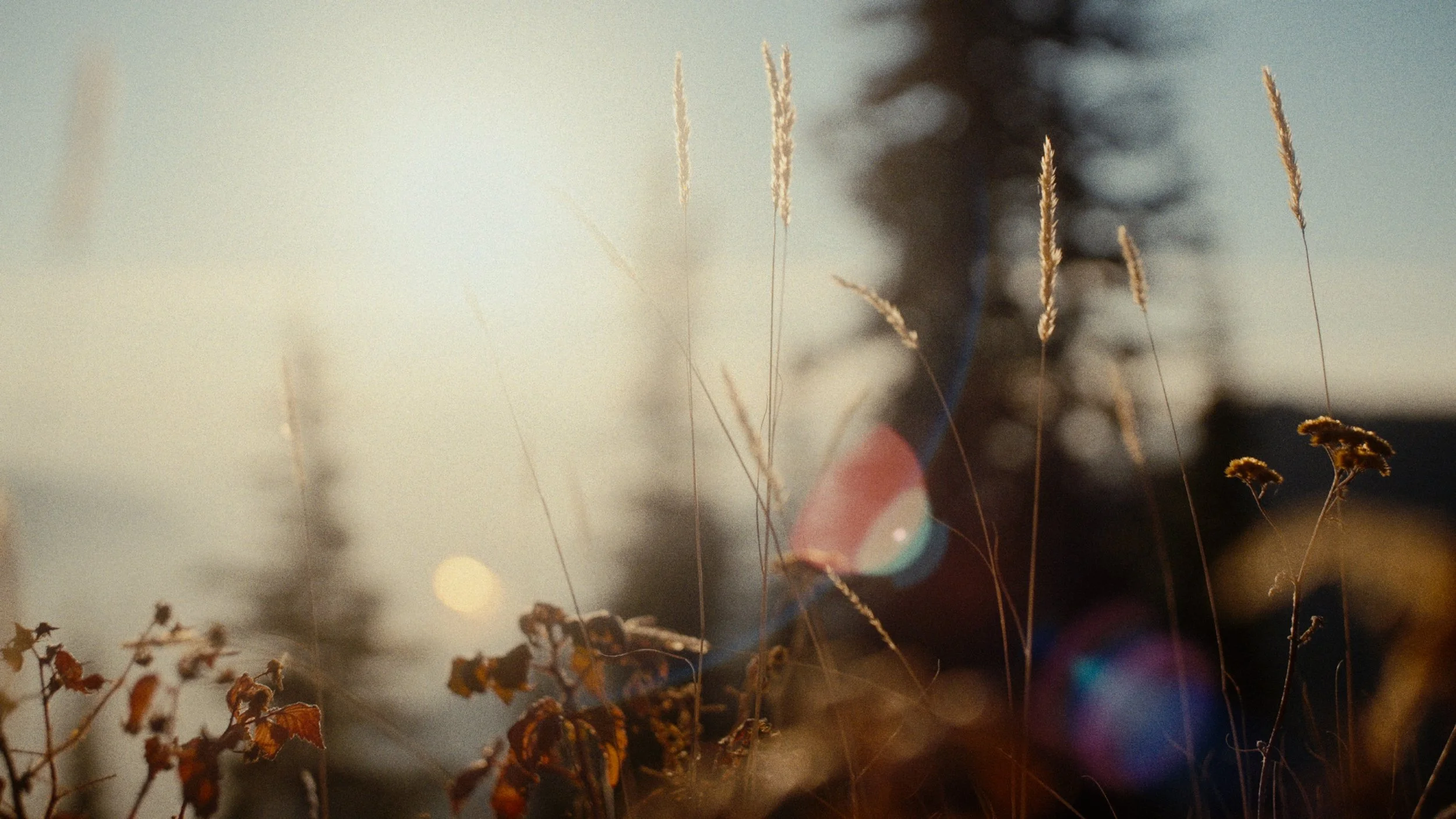 Close-up of dry grass and plants with a blurred background of trees and sky, sun shining brightly, creating lens flare.