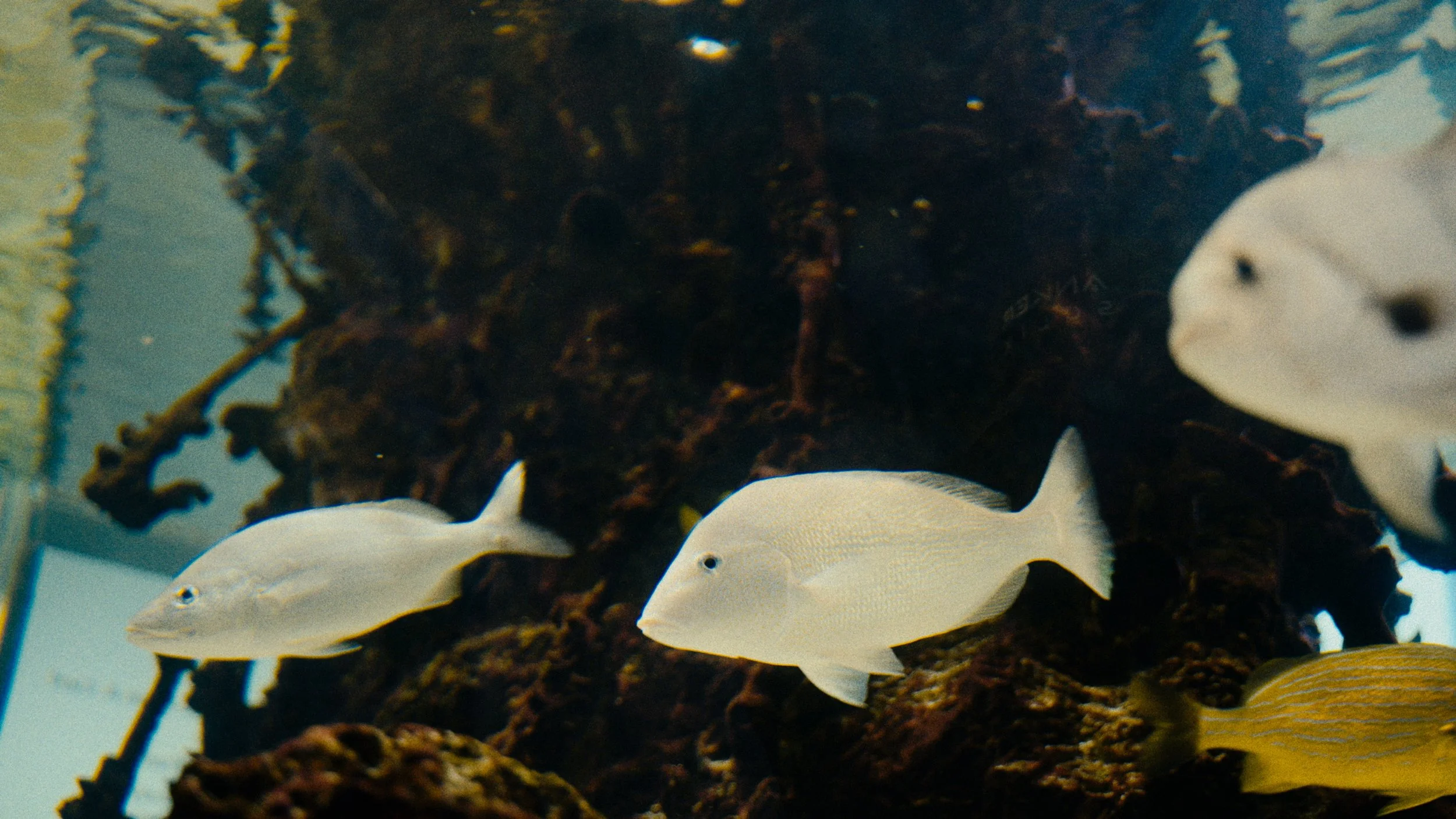 Aquarium scene with several white fish swimming near dark rocks and coral