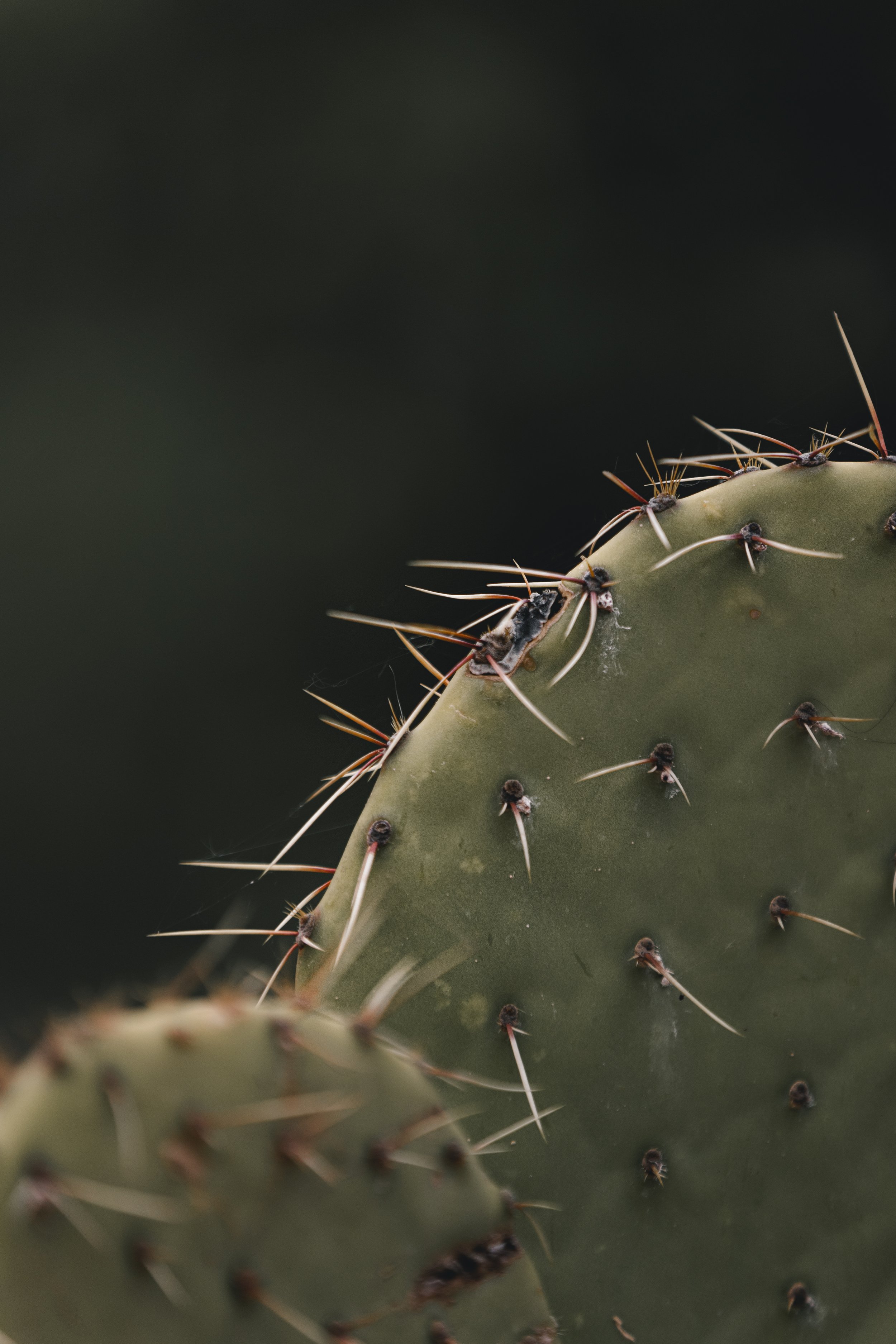 360A8936-1.jpg