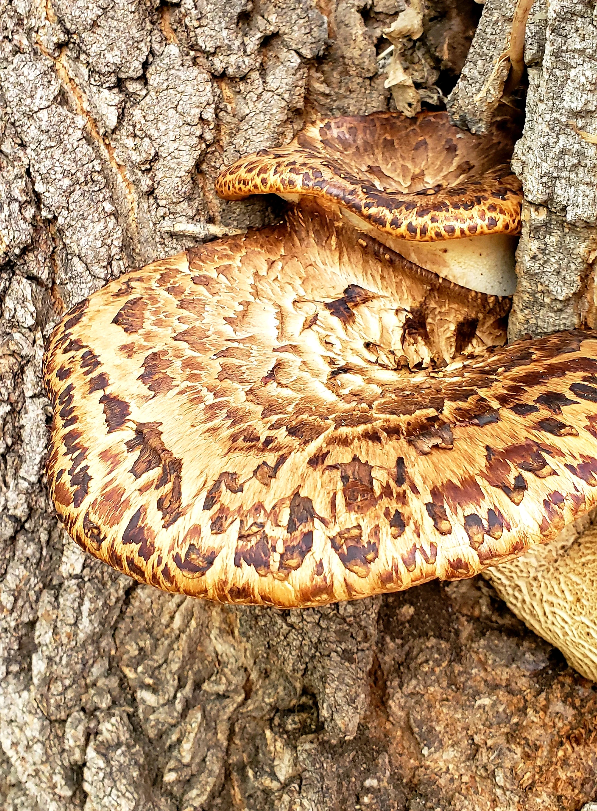 Pheasantback Mushroom
