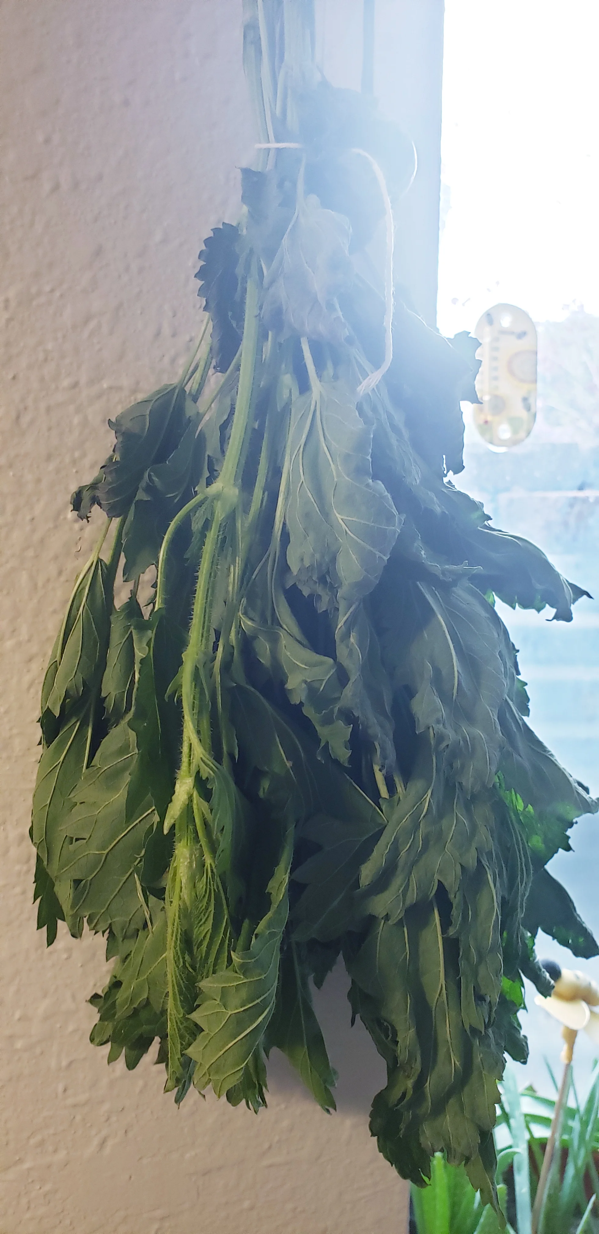 Drying nettles