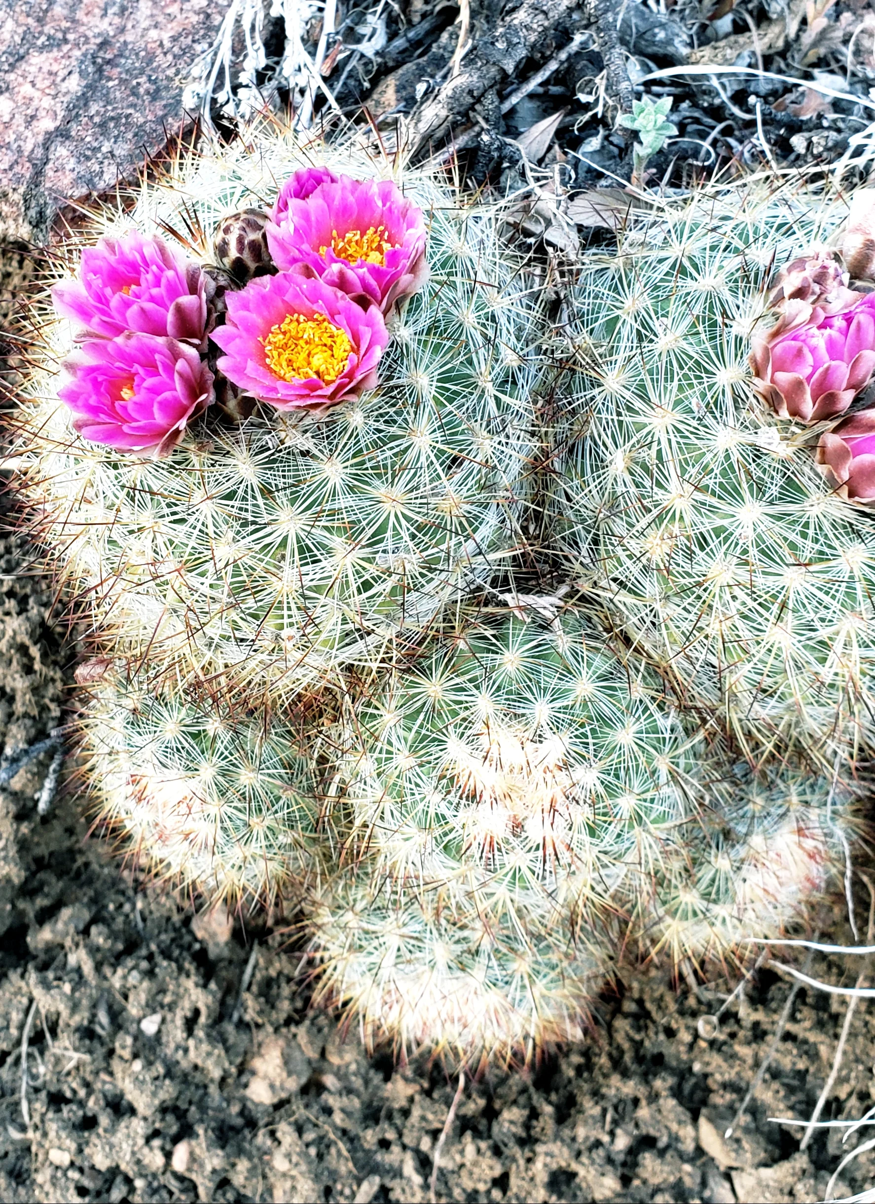 20190429_172604.jpg