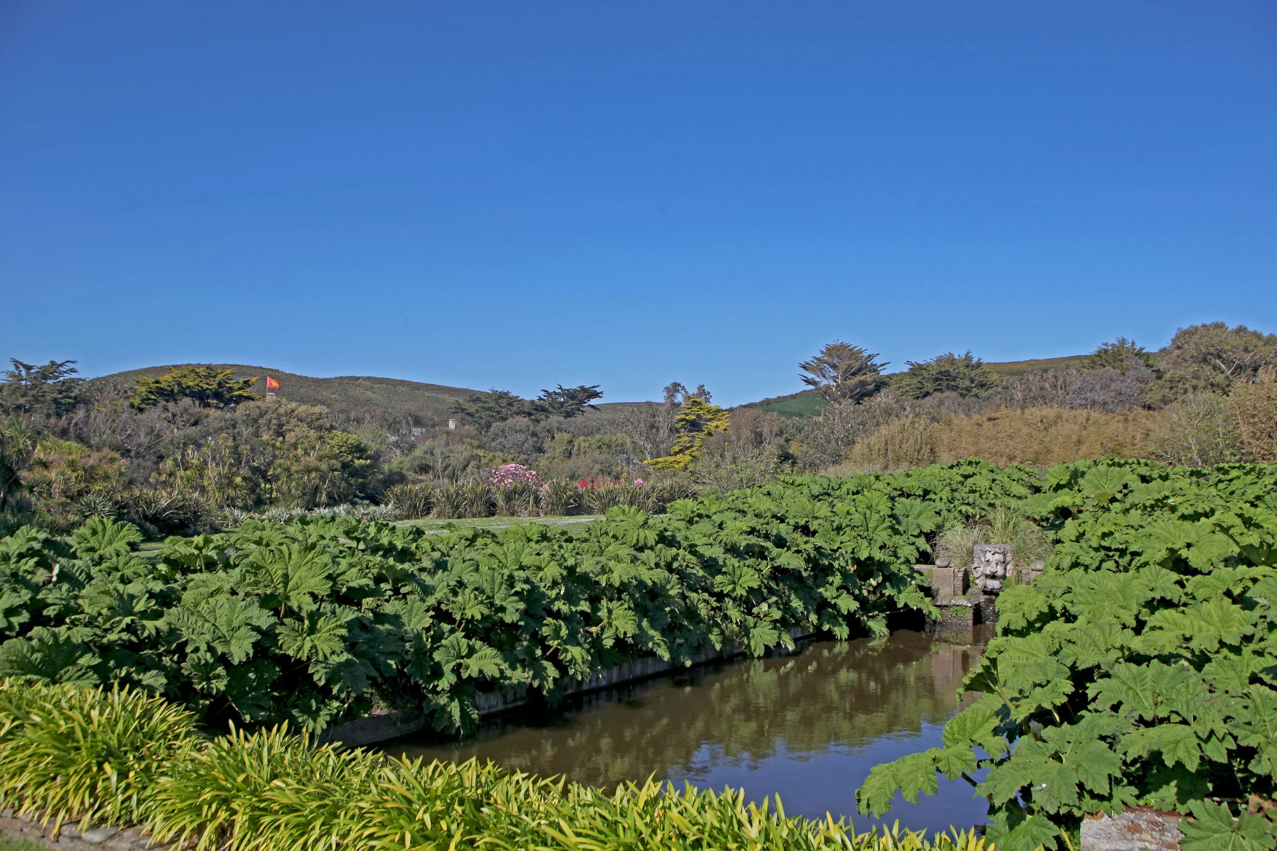 Le bassin des gunnéras