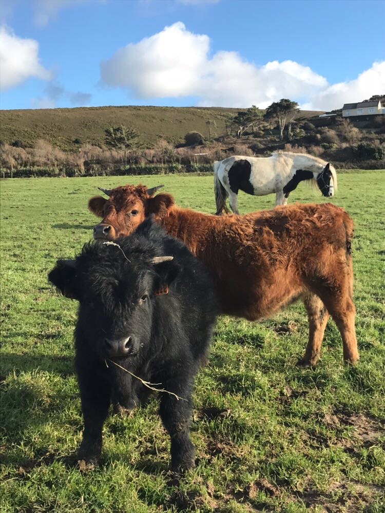 Taureau et vache Dexter d'Irlande- Gontran et Gertrude.jpg