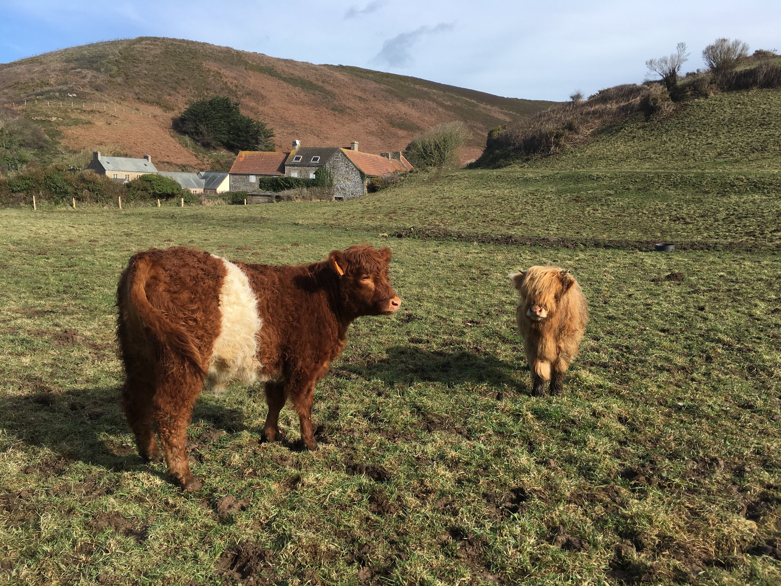 Vache Galloway d'Ecosse et Vache des Highland d'Ecosse 2.jpg