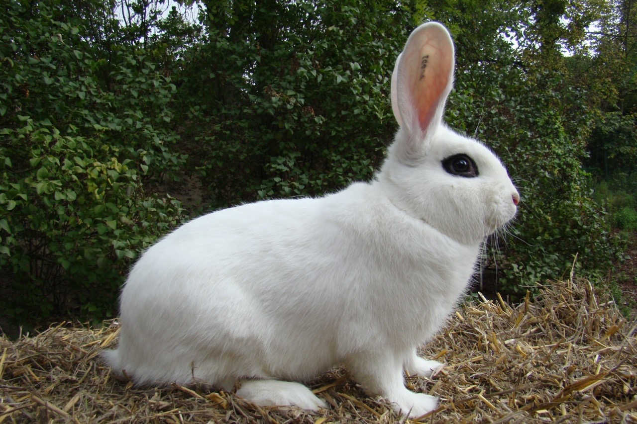 Lapin Blanc de Hotot.jpg