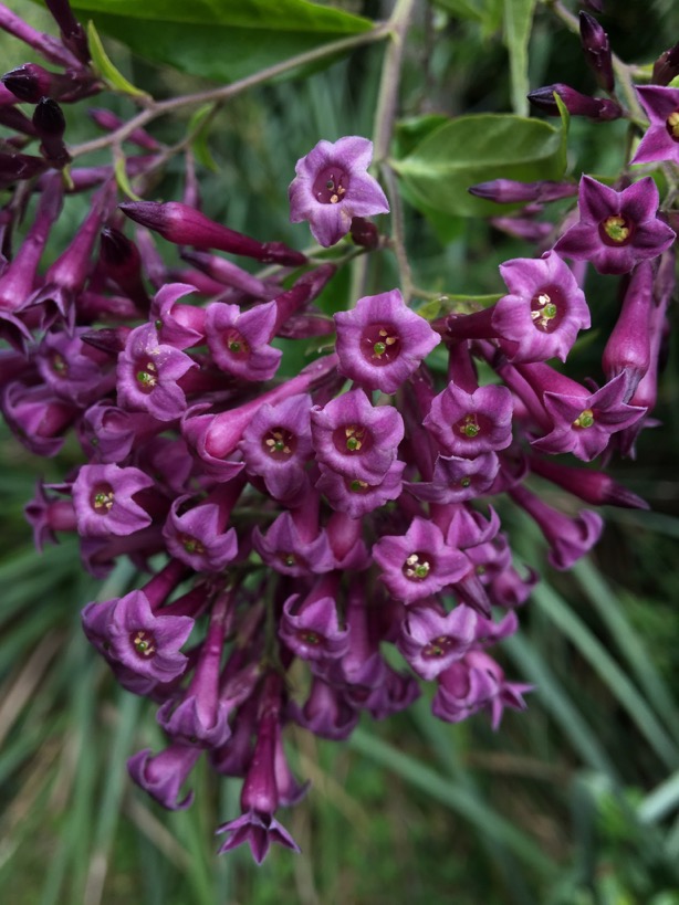 Cestrum parqui