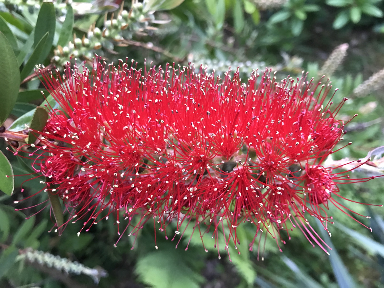 Callistemon