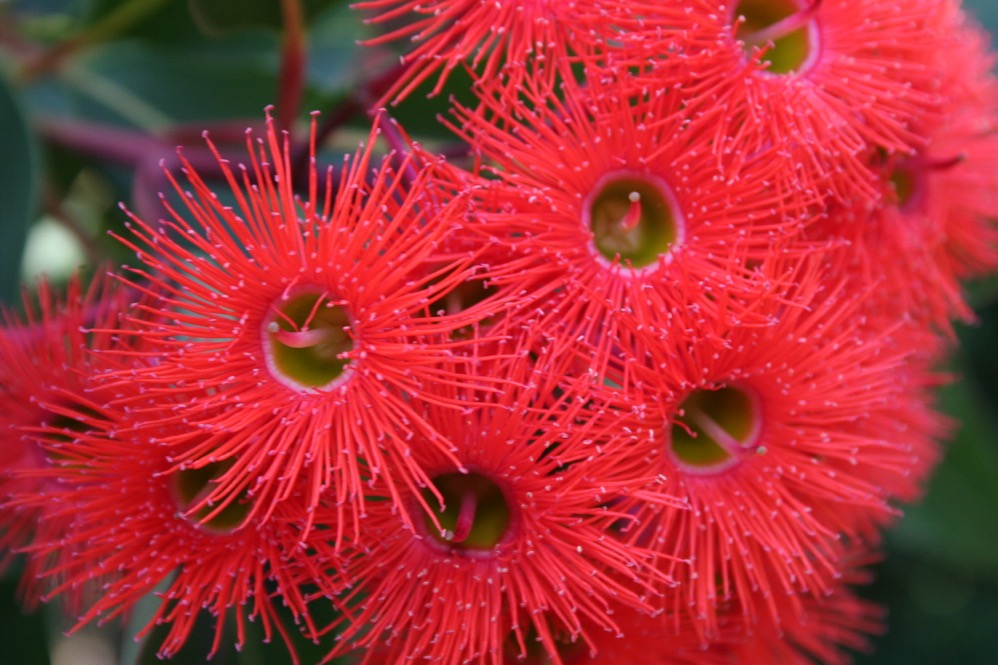 Eucalyptus corymbia ficifolia (Copy)