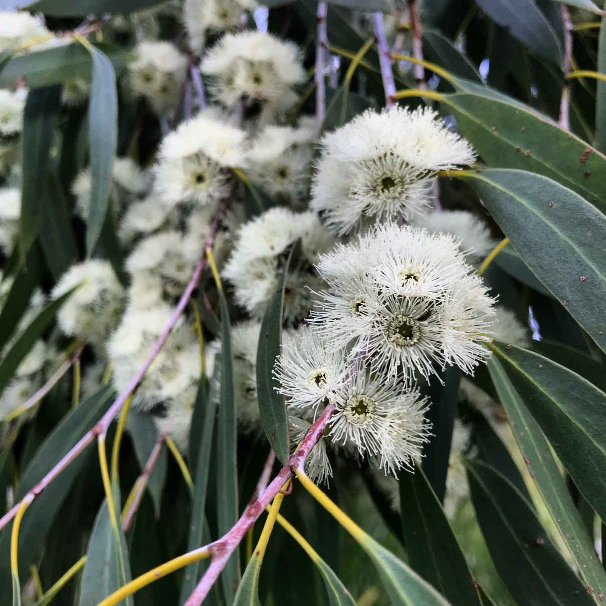 Eucalyptus globulus