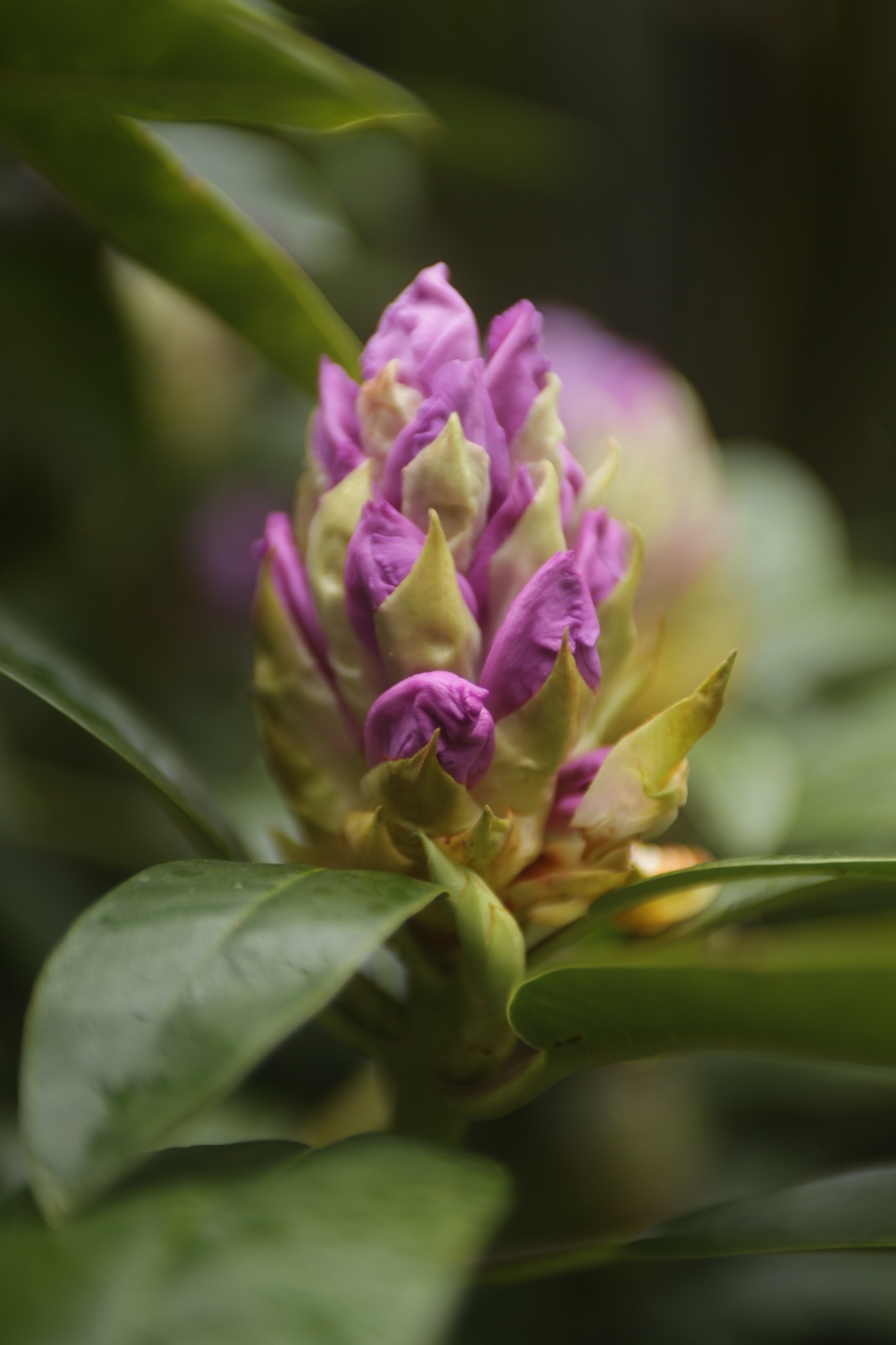 Rhododendron (Copy)