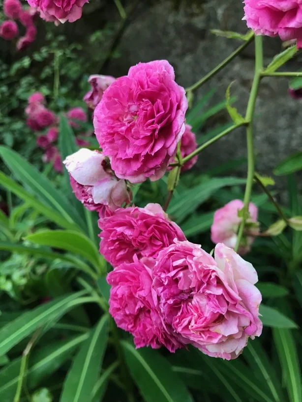 Rosa 'minnehaha'