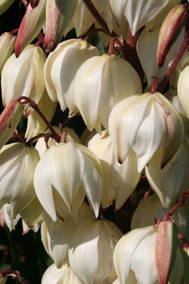 Yucca gloriosa