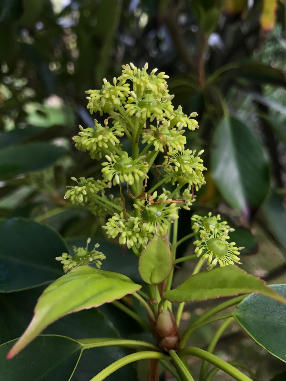 Trochodendron aralioides