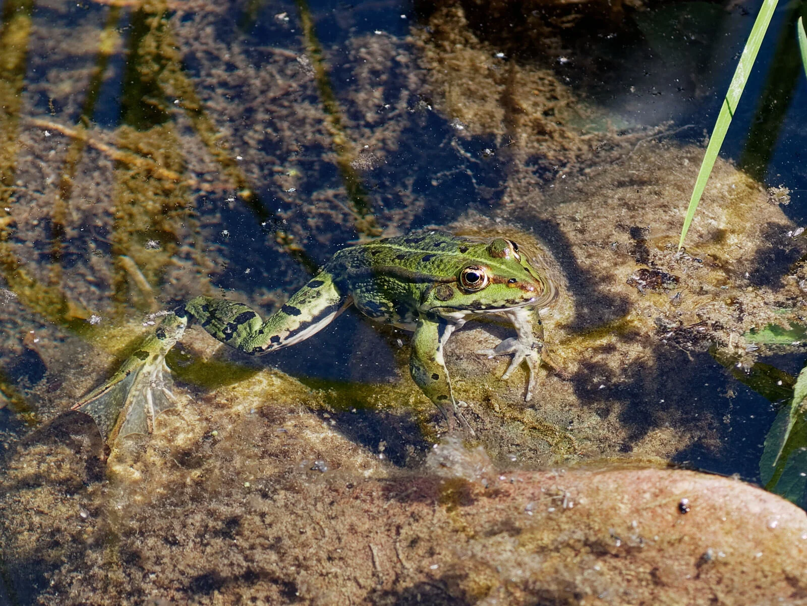 WhatsApp Image 2020-05-17 at 21.04.25.jpeg