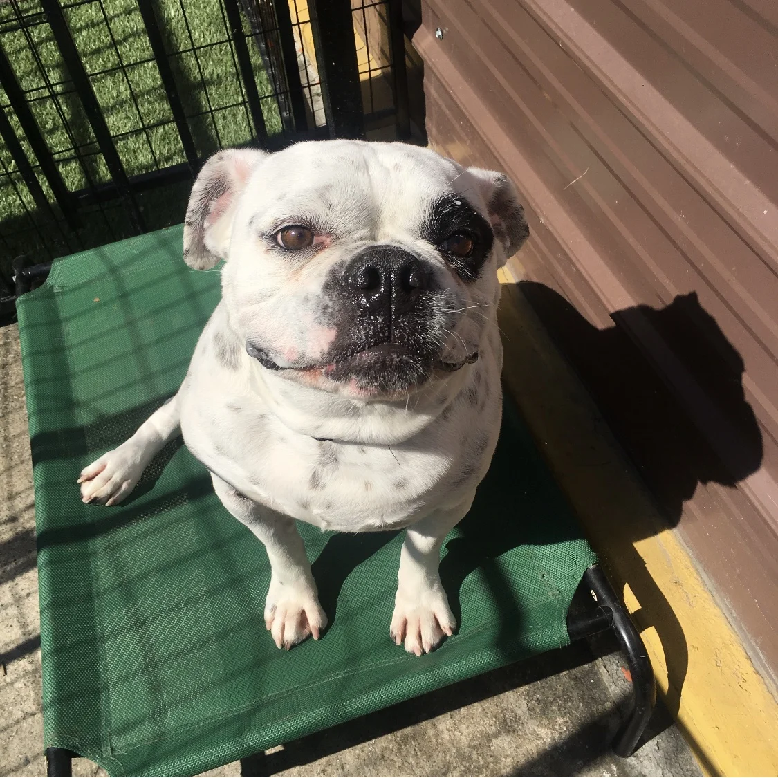 DAISY