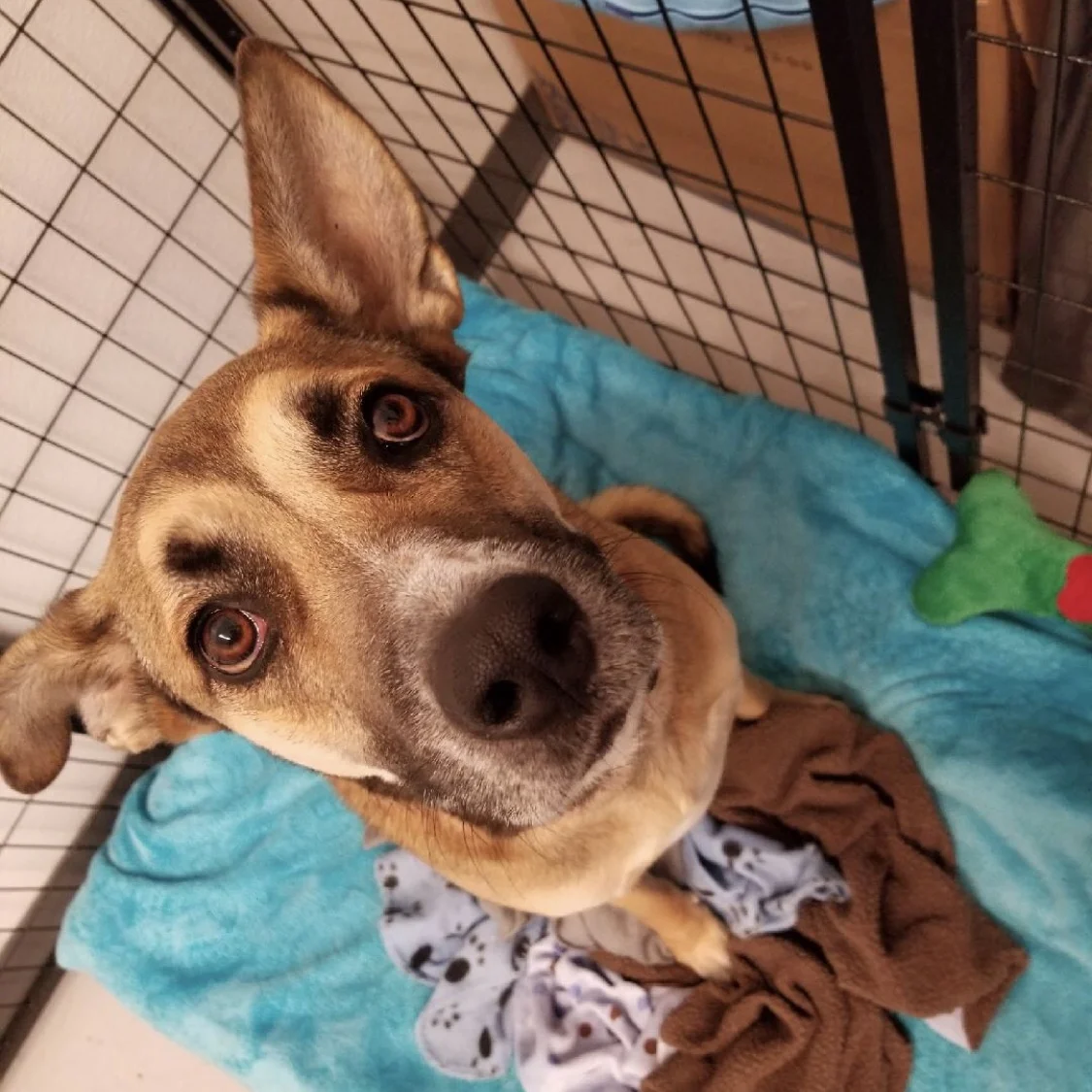 CHEYENNE
