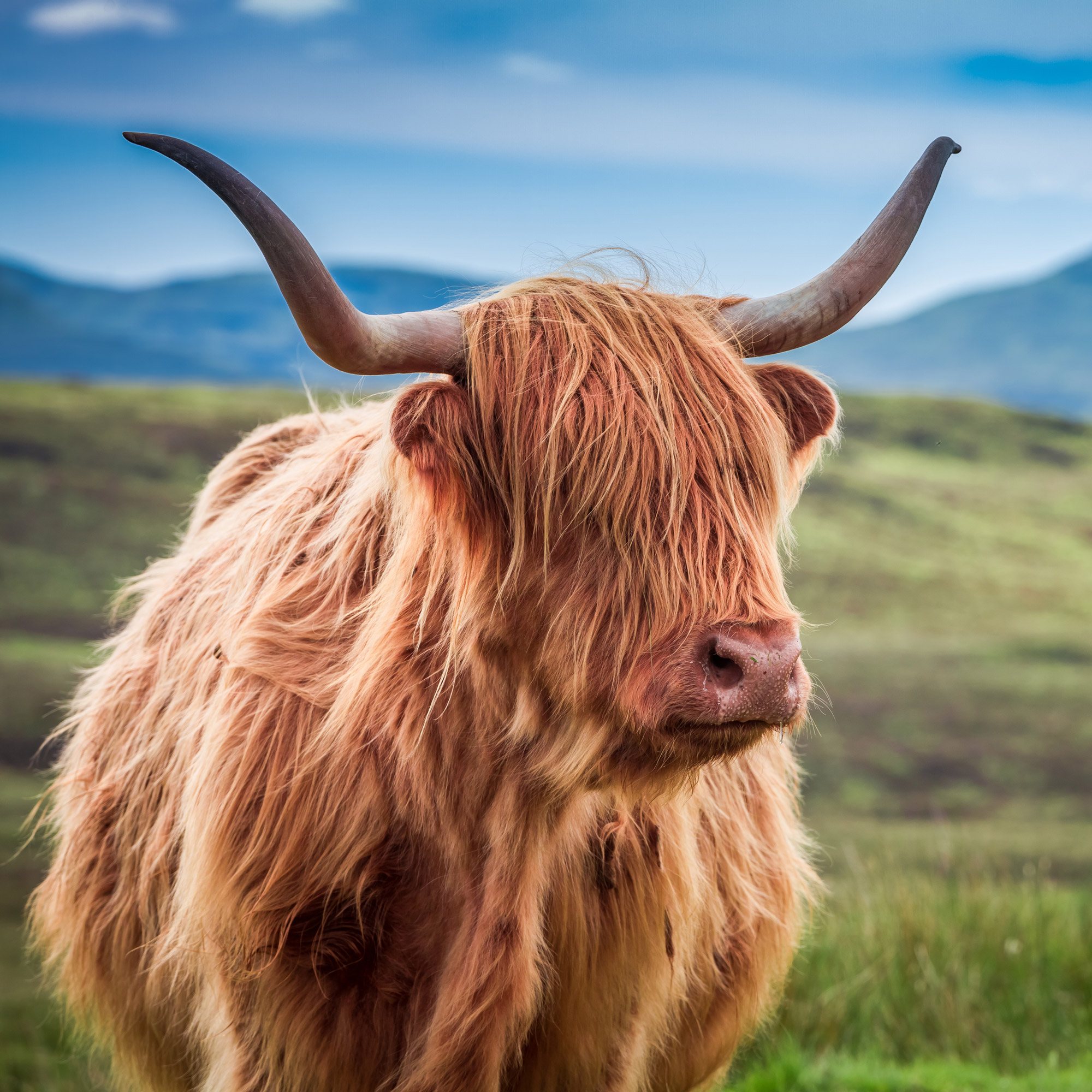 cow.jpg