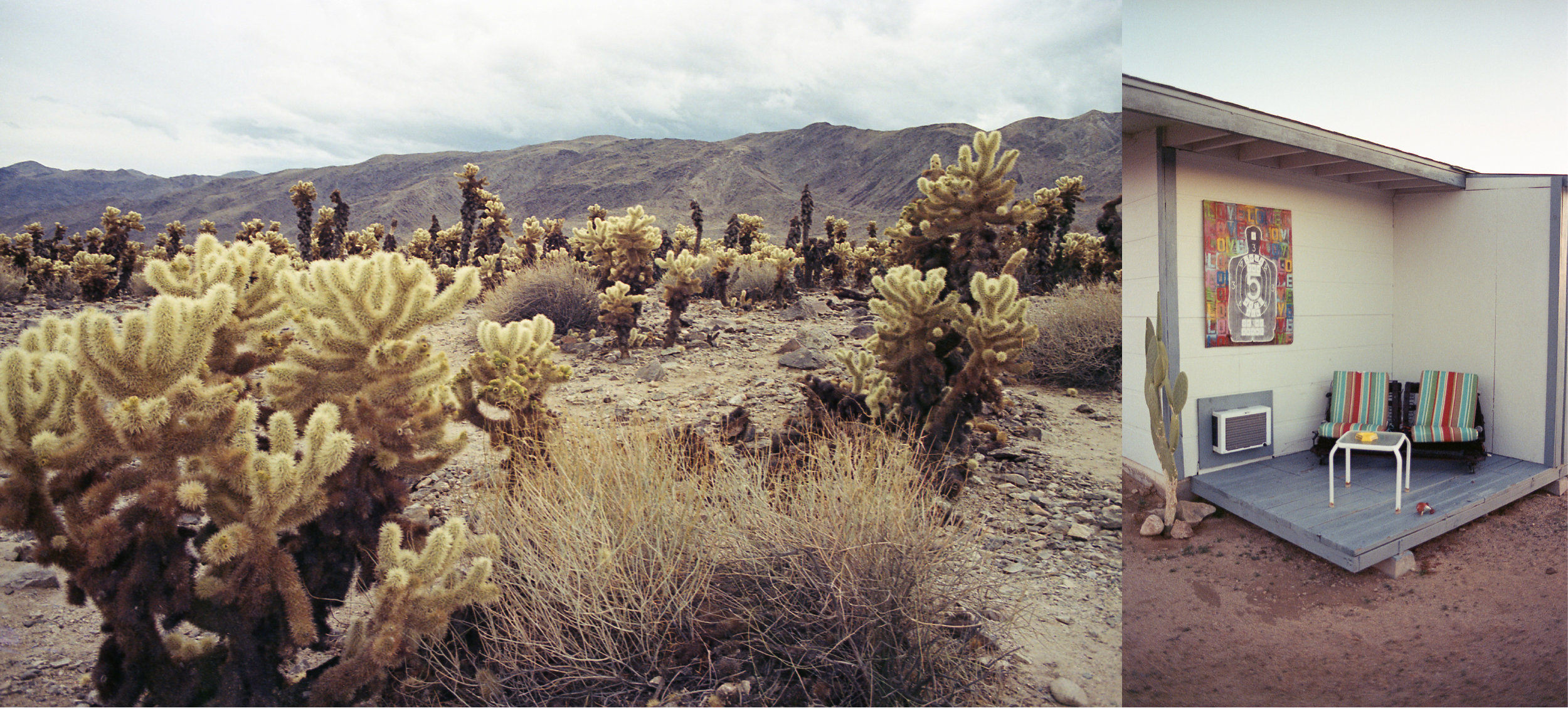JoshuaTree.jpg