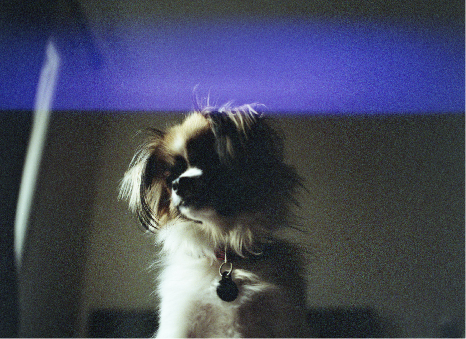 m645_Lomo400018.jpg
