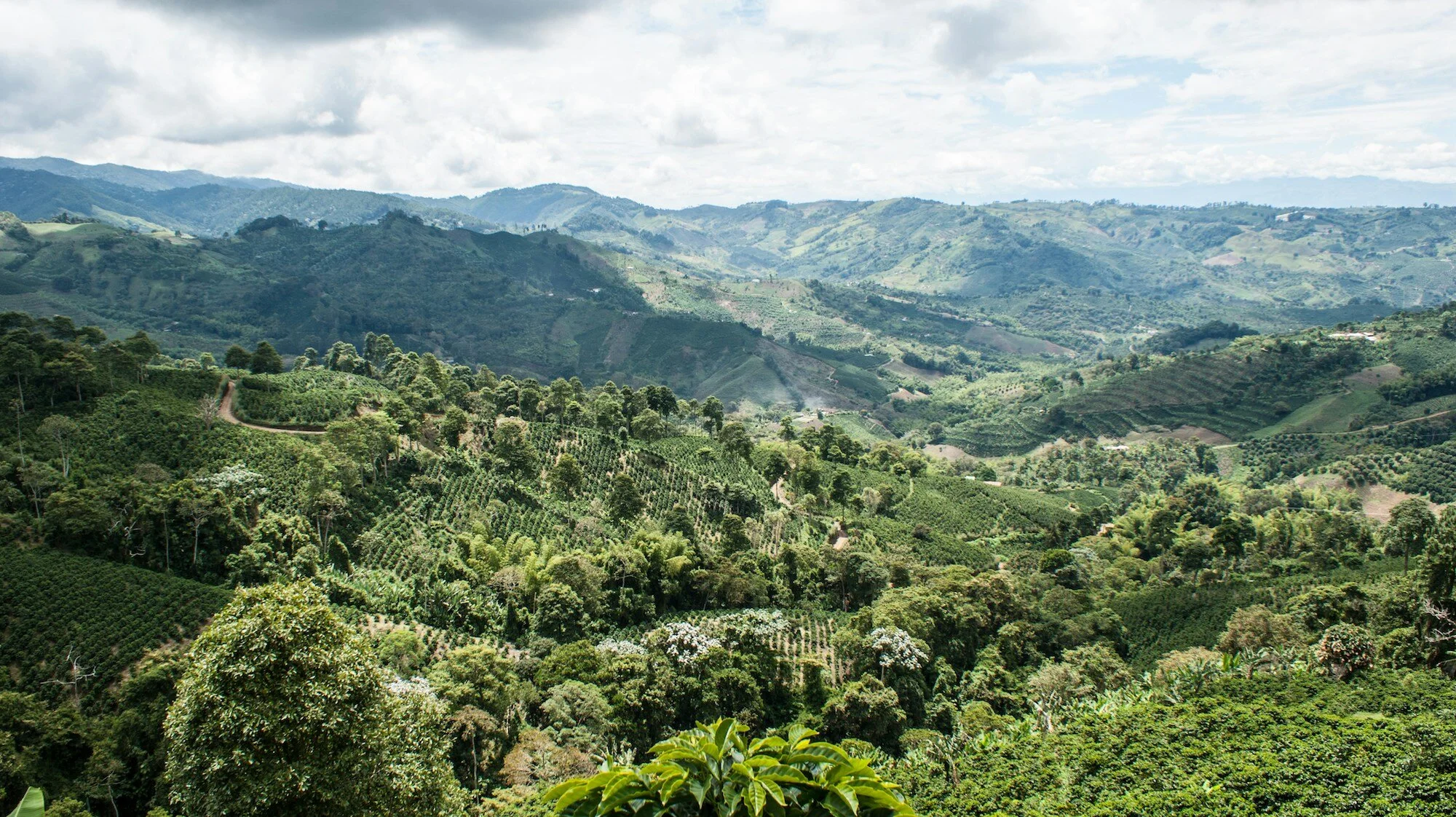 Unraveling the Rich Tapestry of Coffee Origins and Flavors