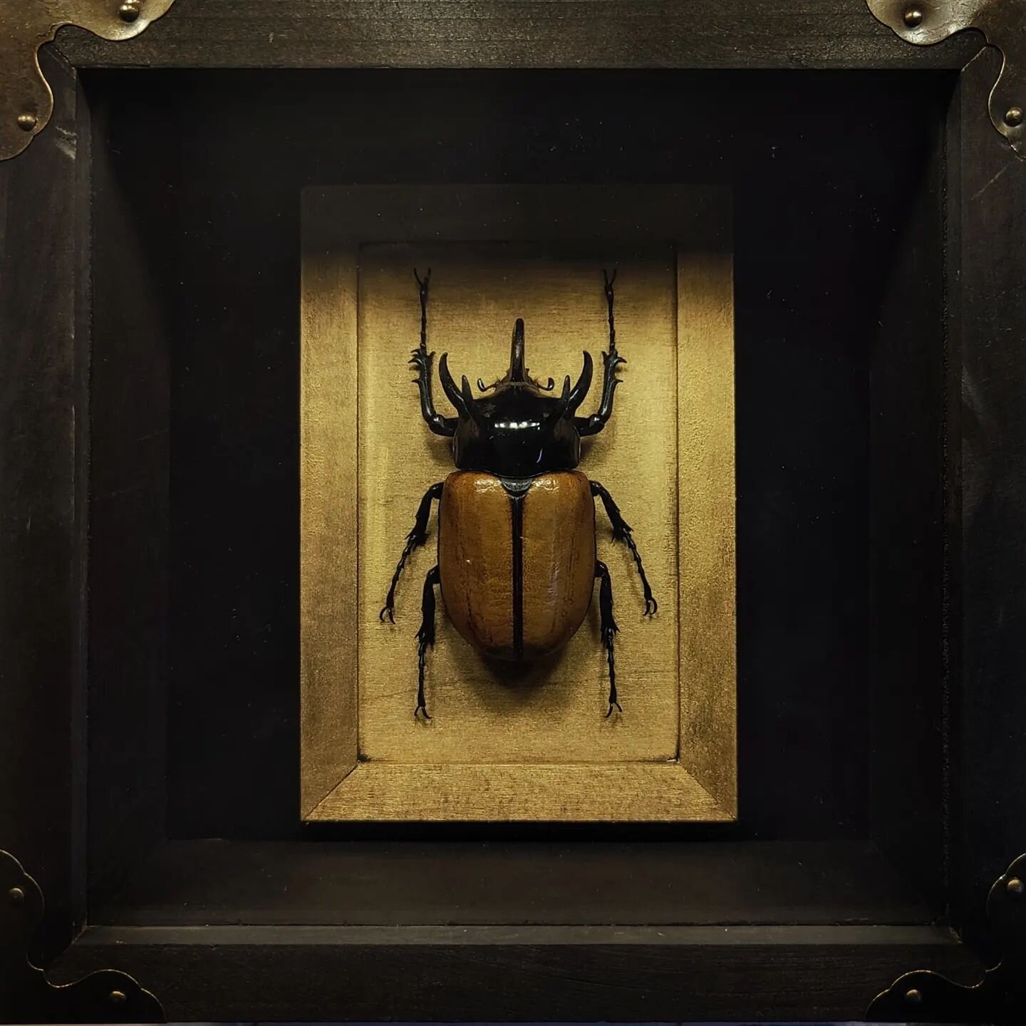 A Five Horned Rhino Beetle mounted within a super deep and heavily modified shadowbox. Taller/thicker specimens can be quite the challenge to frame, as most shadowboxes are pretty shallow. I found this barebones frame that was more than deep enough, 