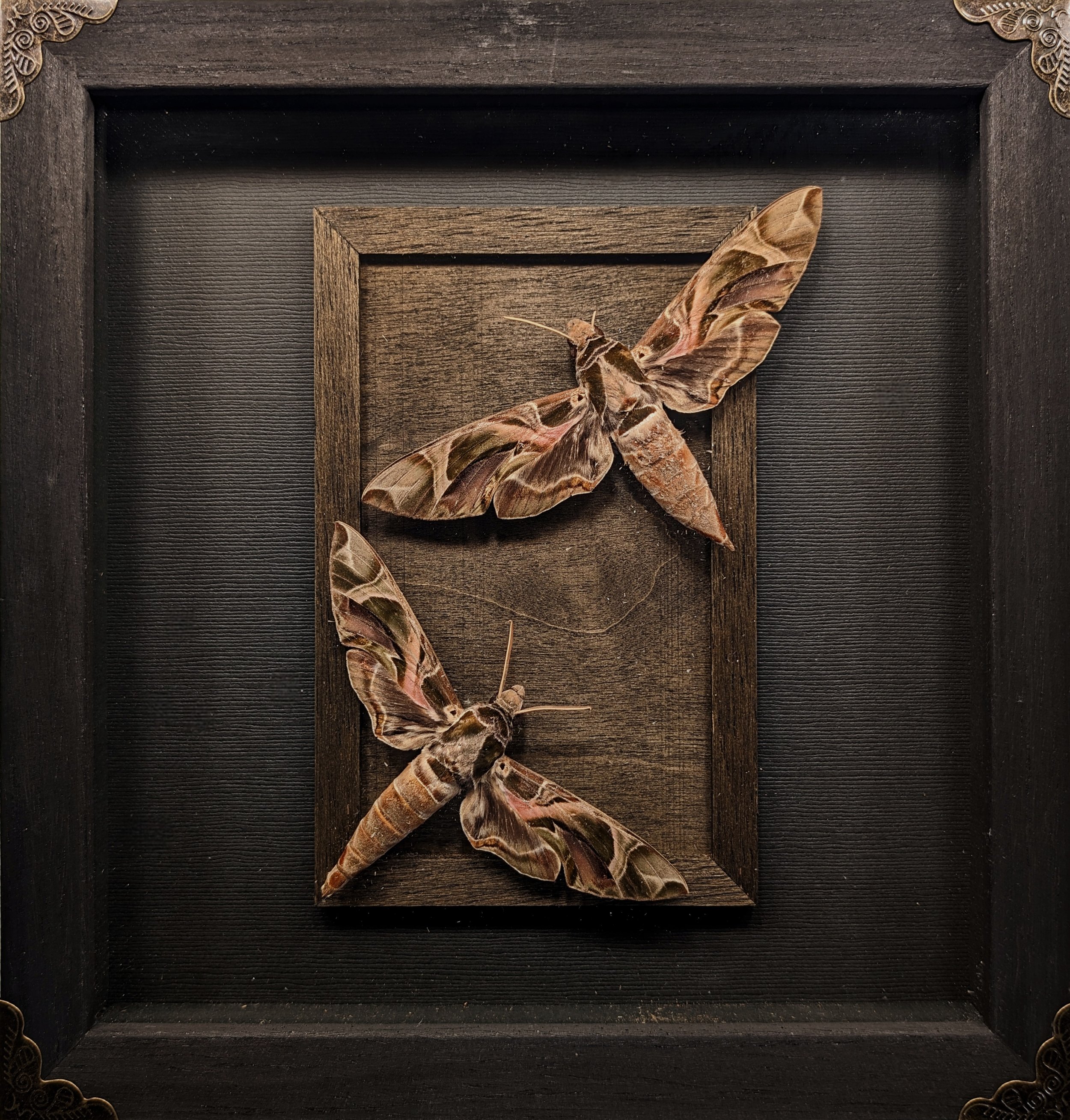 Oleander Moths