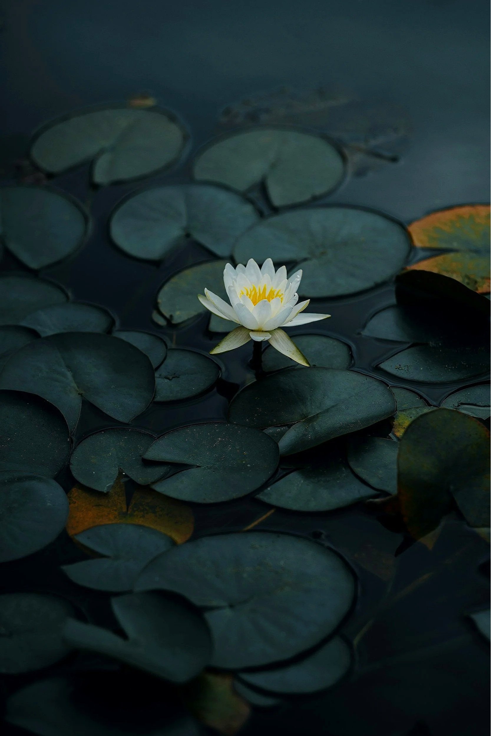 unsplash-image-BP-Q-Z0Ua9Y.jpg