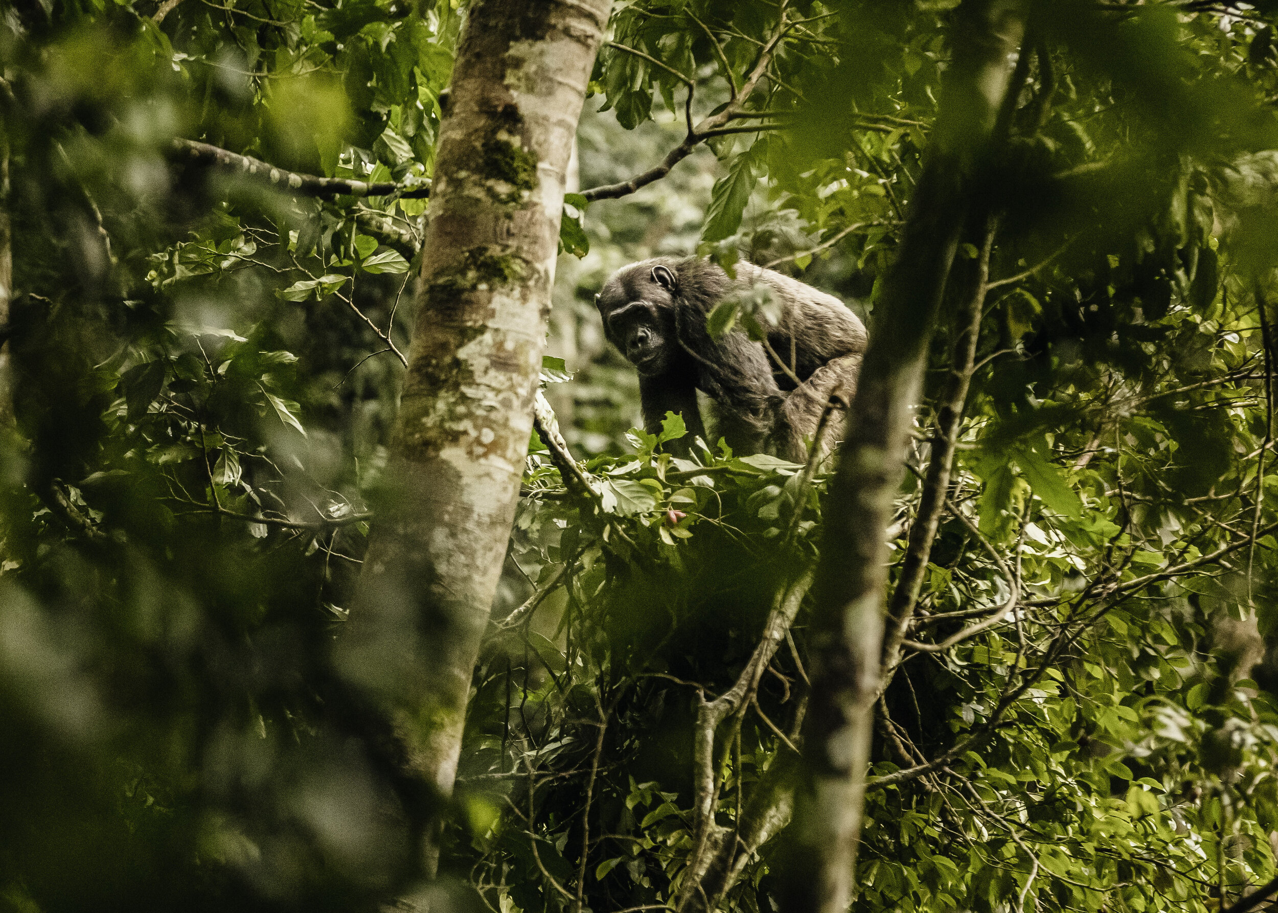 Wild Chimpanzees in Nyungwe Forest