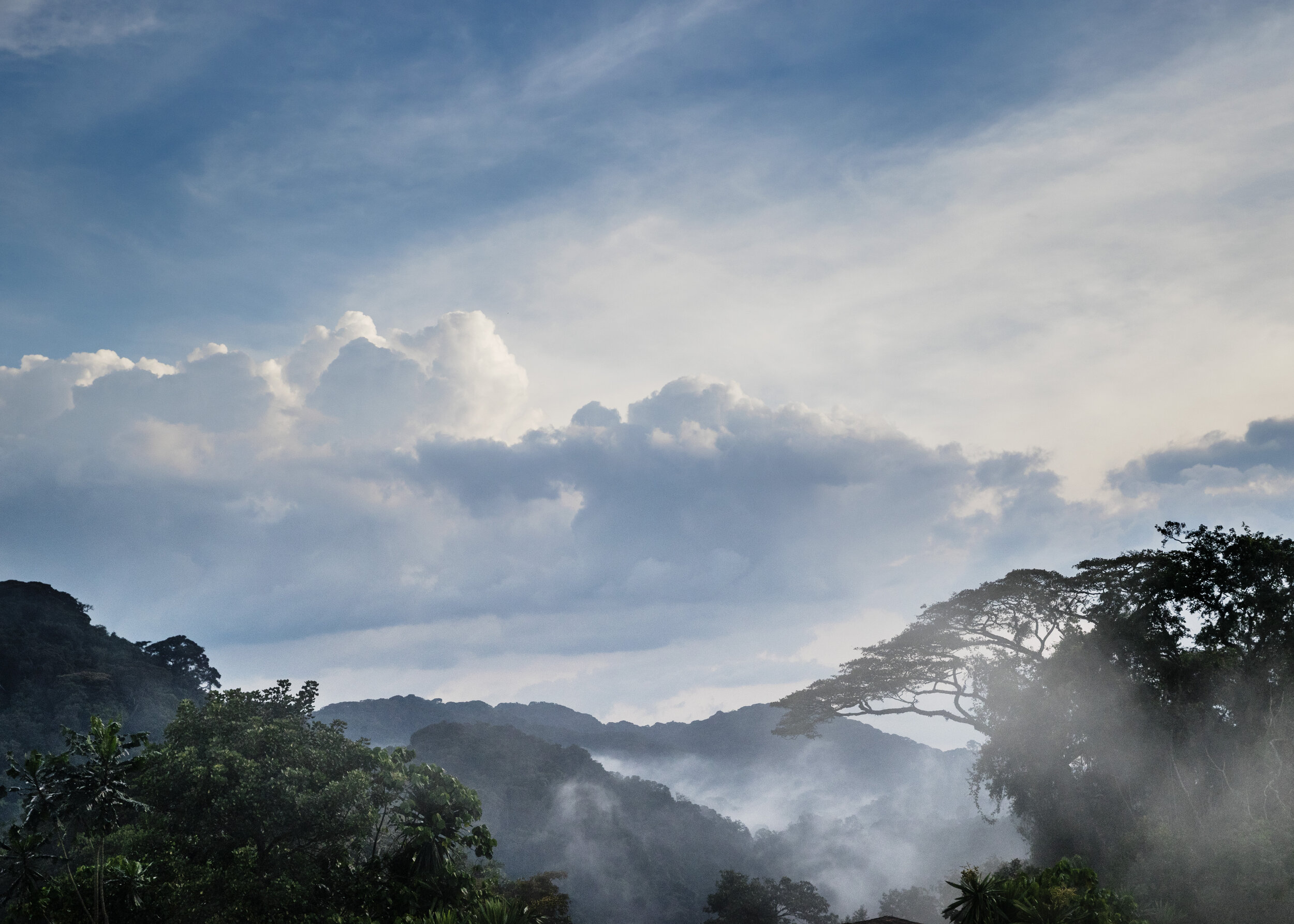 Jungle View