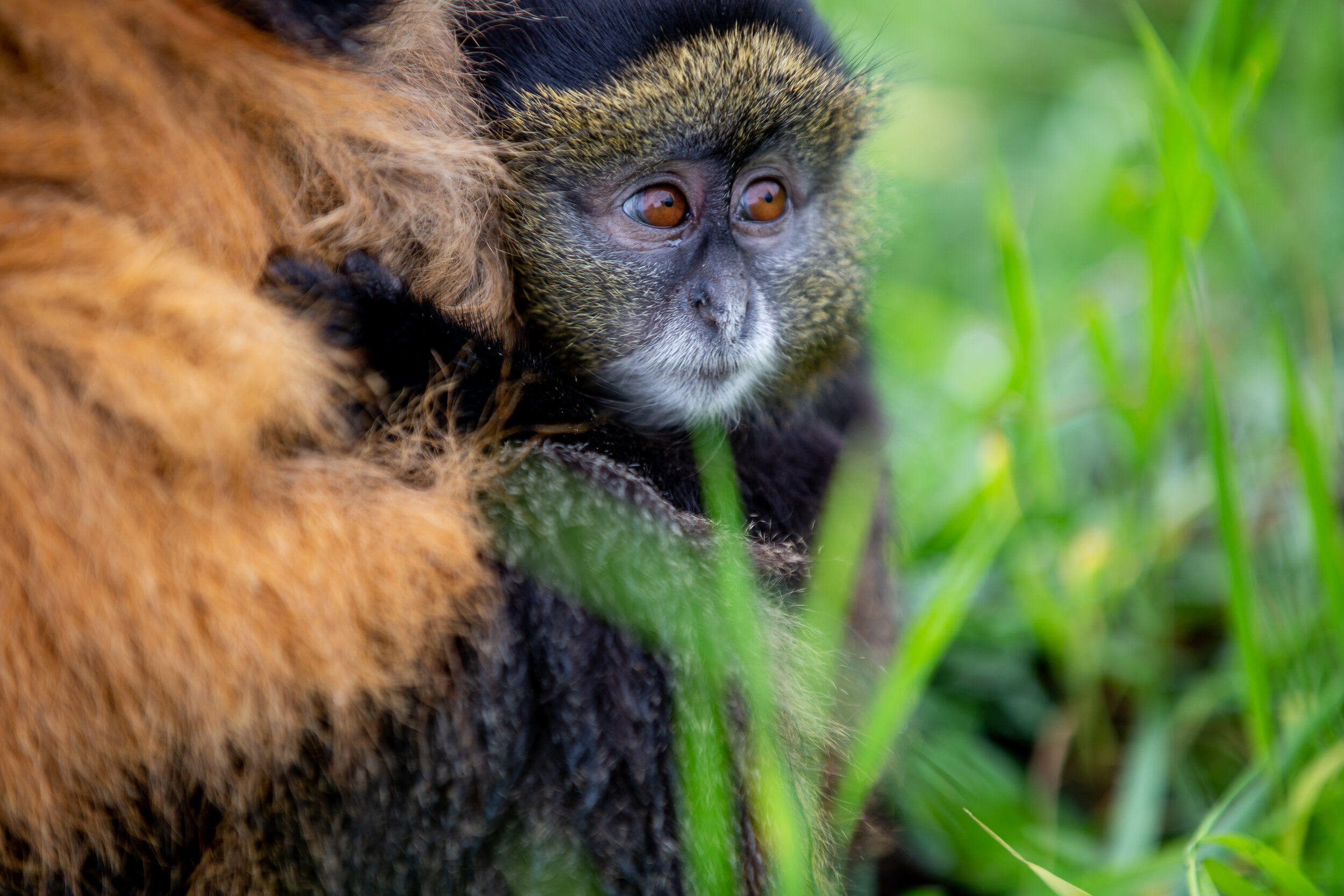 Golden Monkey at Volcanoes National Park
