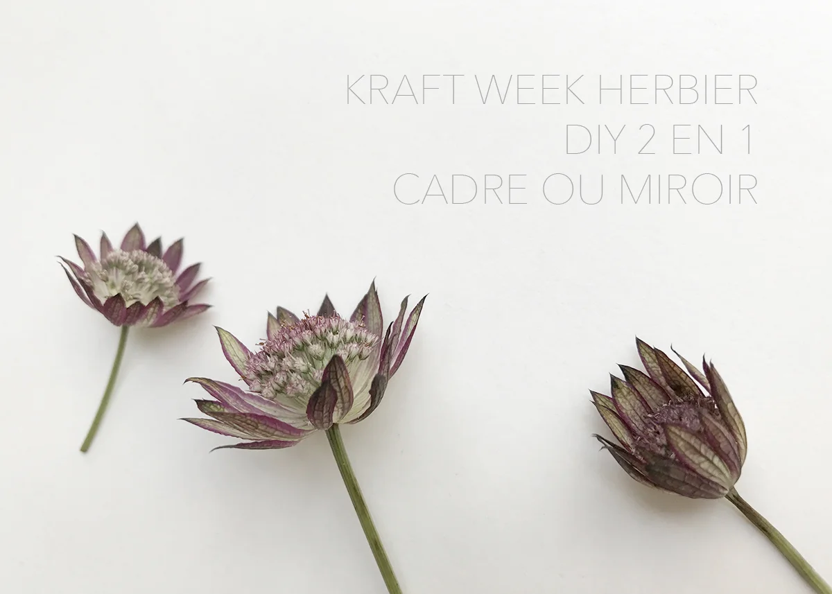kraft week herbier #3 : à votre tour