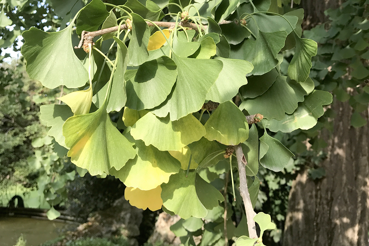 DIY-HERBIER-GINKGO-KC-2