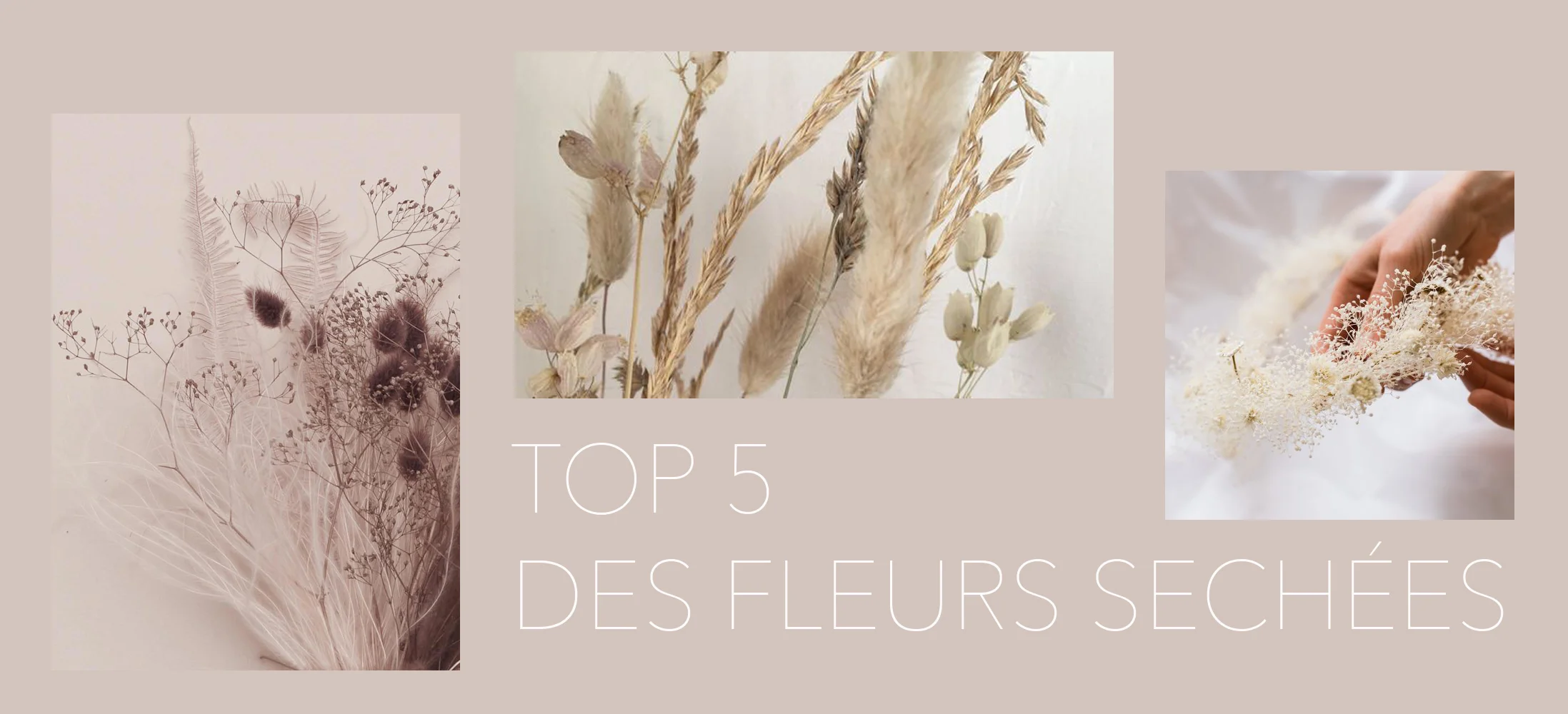TOP 5 des boutiques où acheter des fleurs séchées