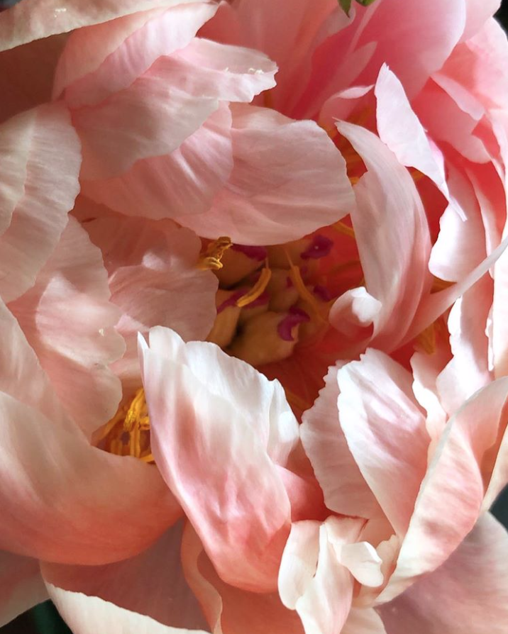 slow flower peonies