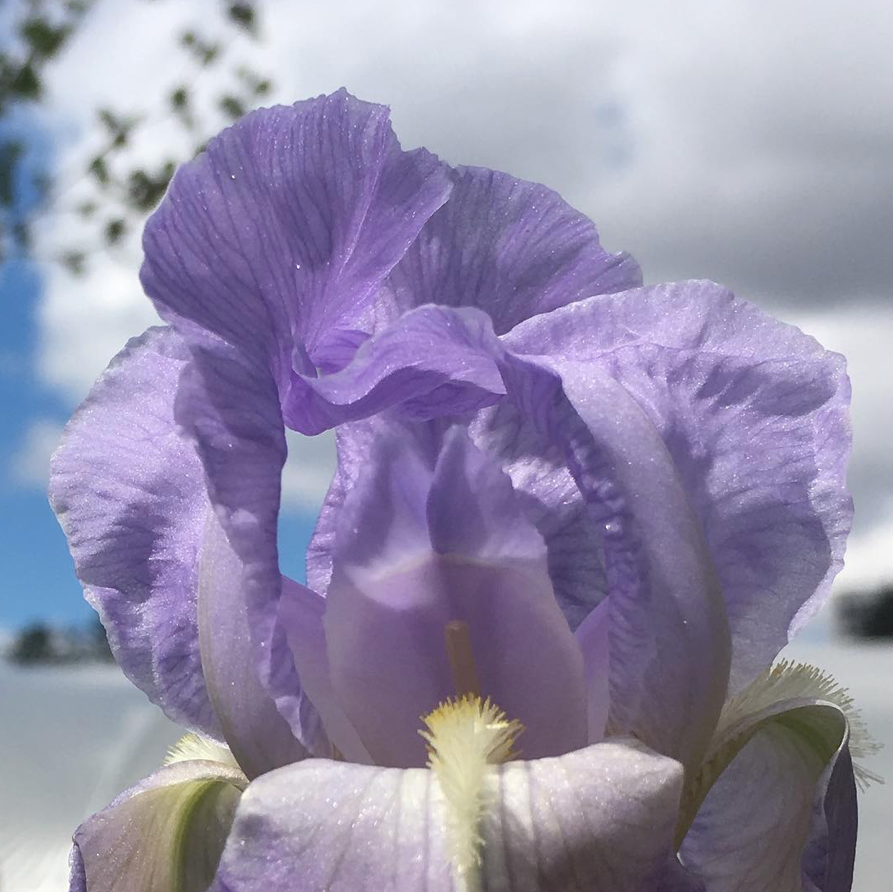 horticulture made in france plein air iris.png