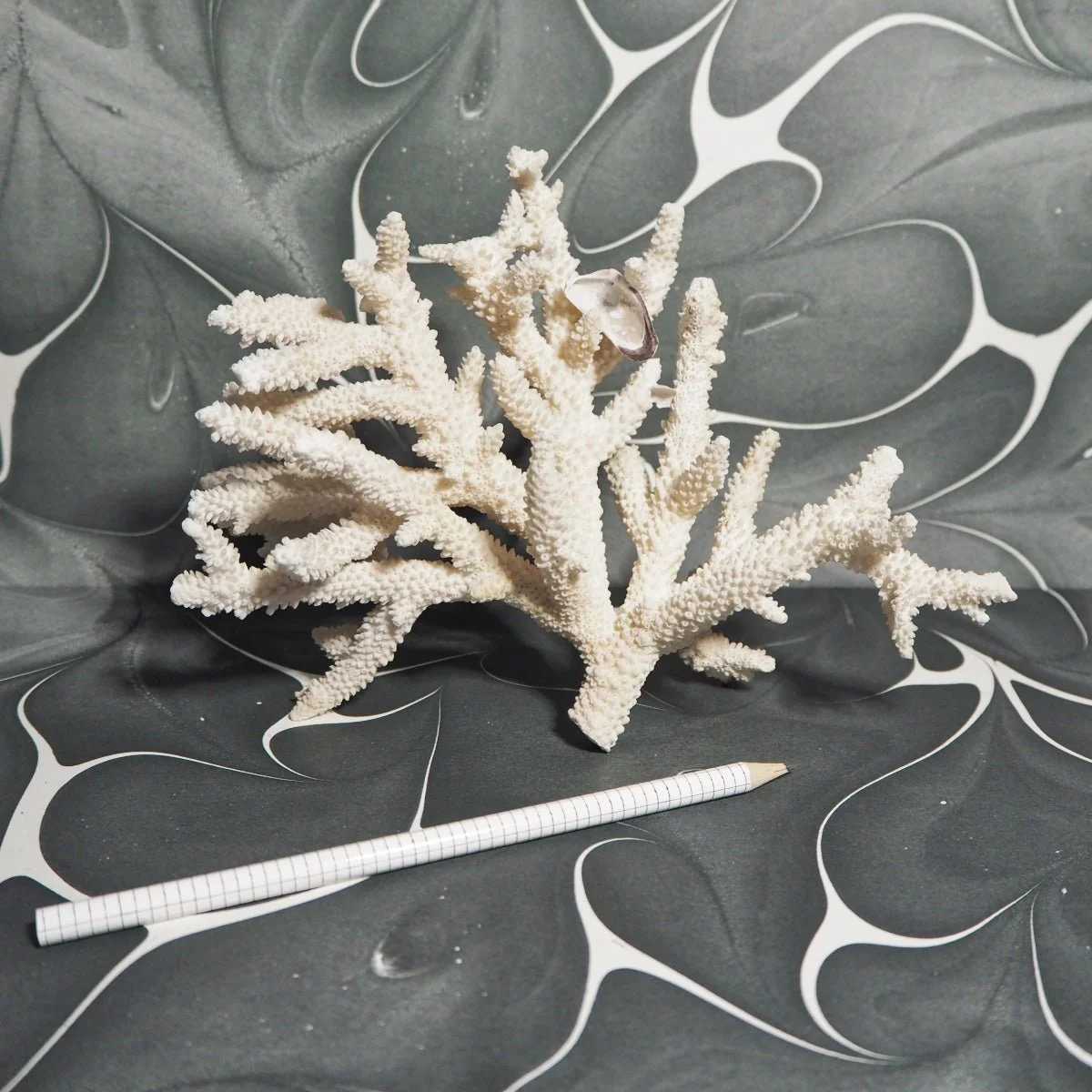 Branche De Corail Blanc Naturel Japonais - 25 Carats - 2 Pièces - Neuf Sans Emballage